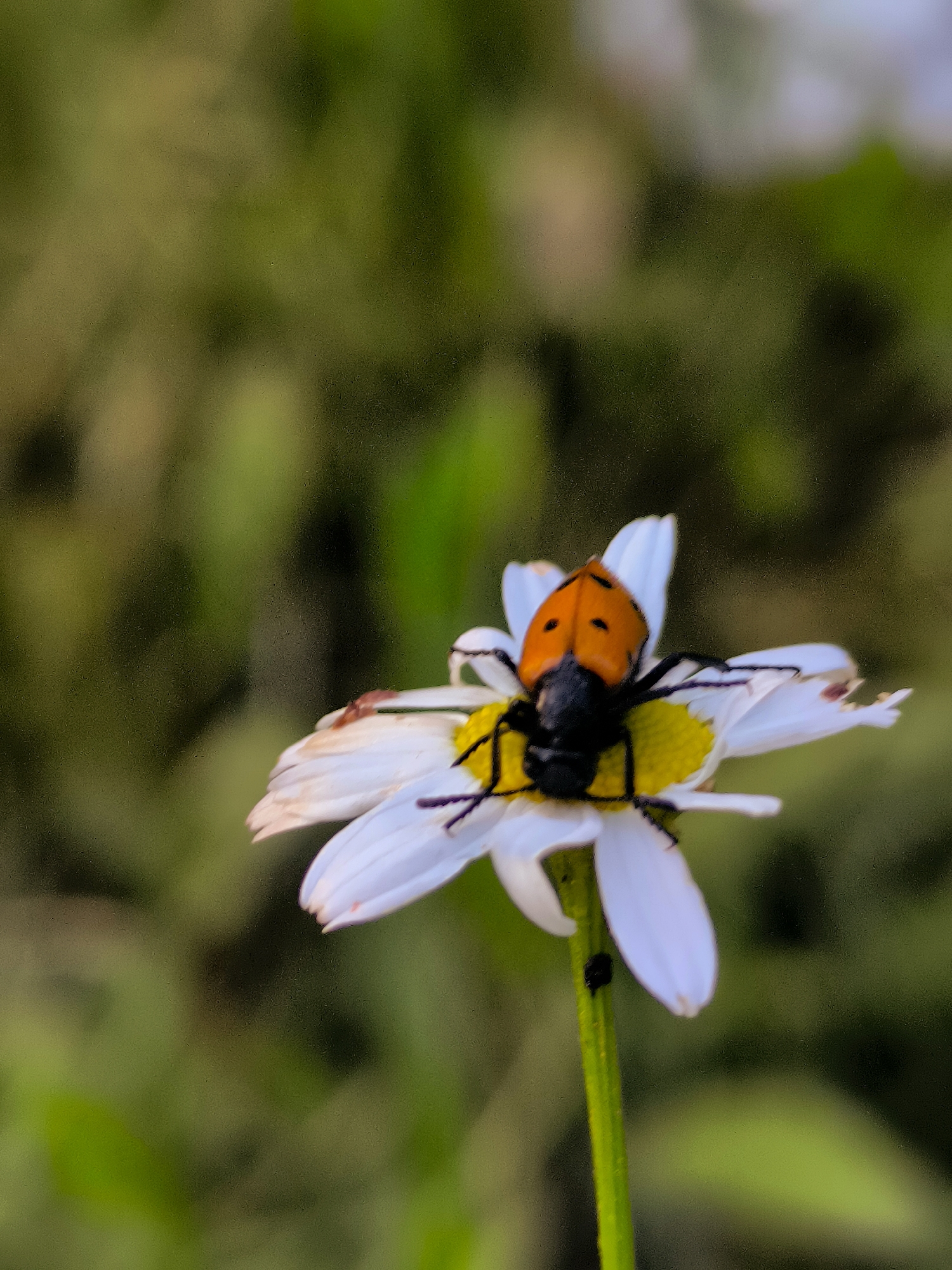 Nature photography and martial arts practice in Qarağandı park