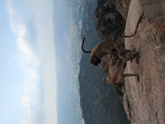 Monkeys and pilgrims share sacred hilltop temple in Kadaladi