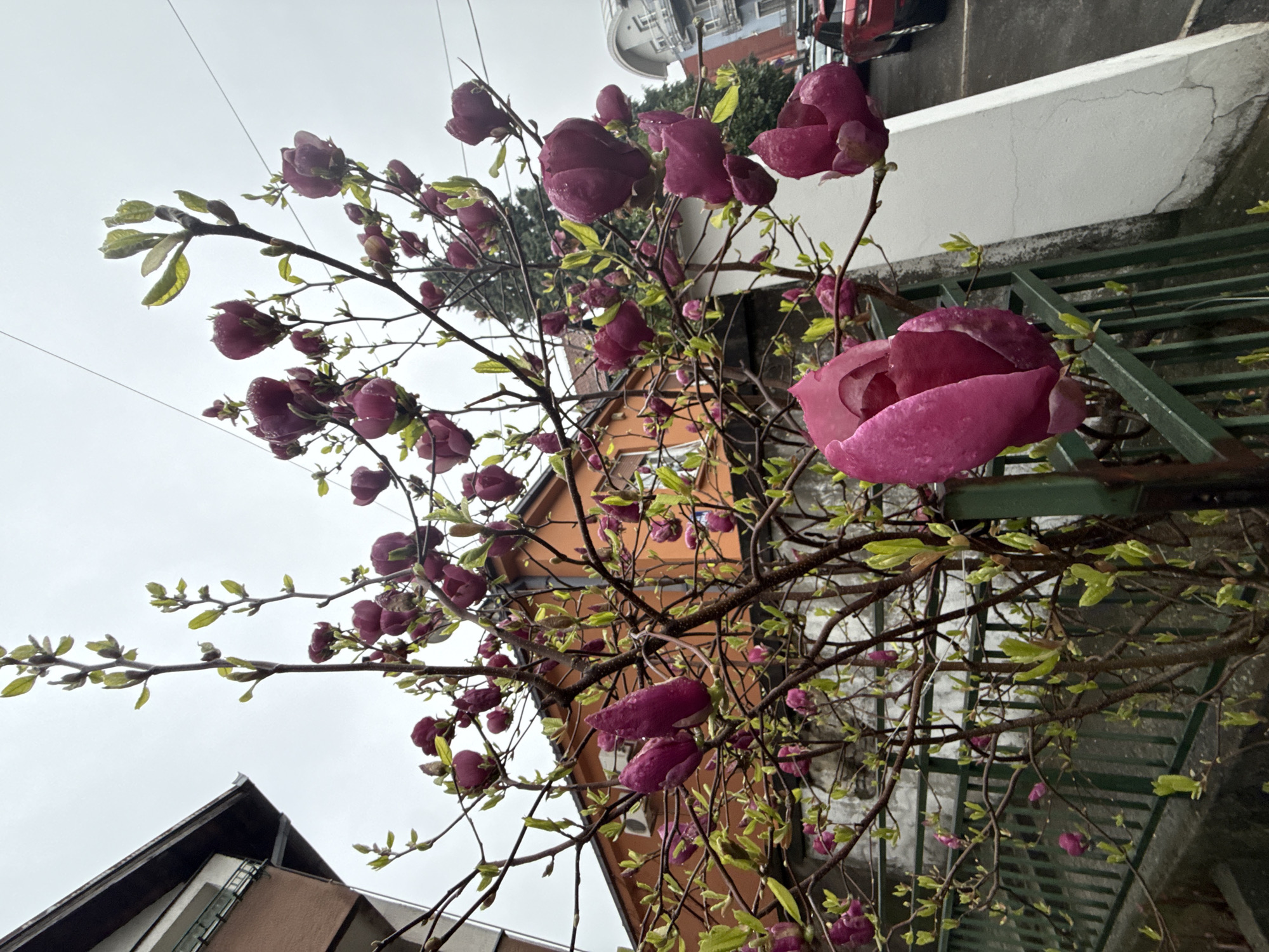 Magnolia tree blooms captured in Belgrade amid spring rainfall