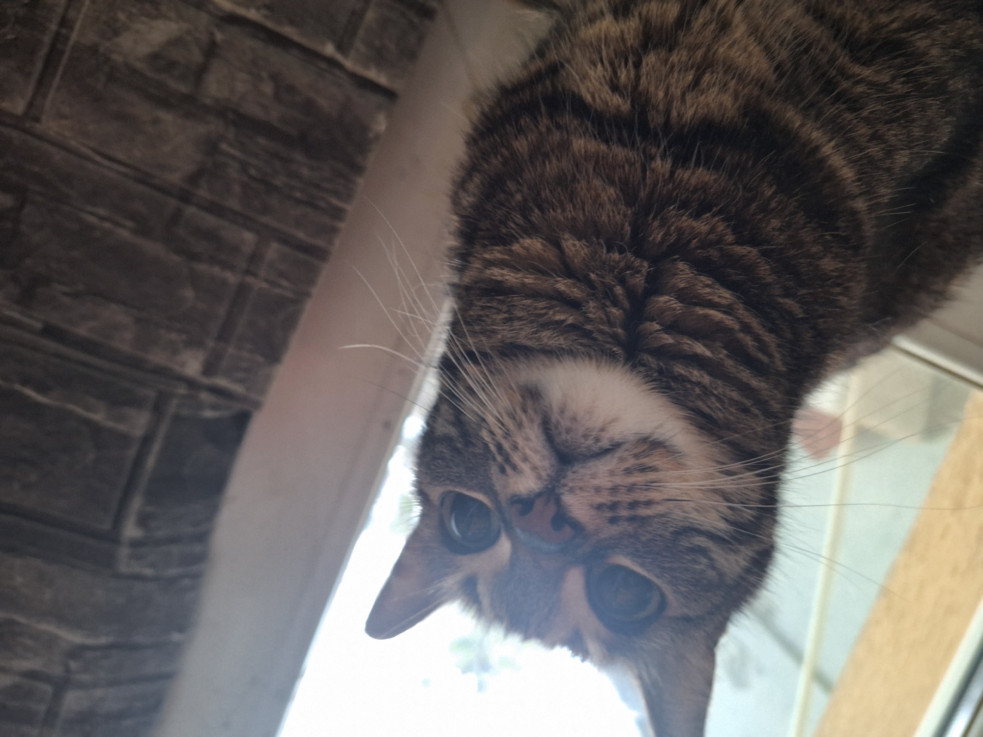 Tabby Cat Photographed Multiple Times Near Window