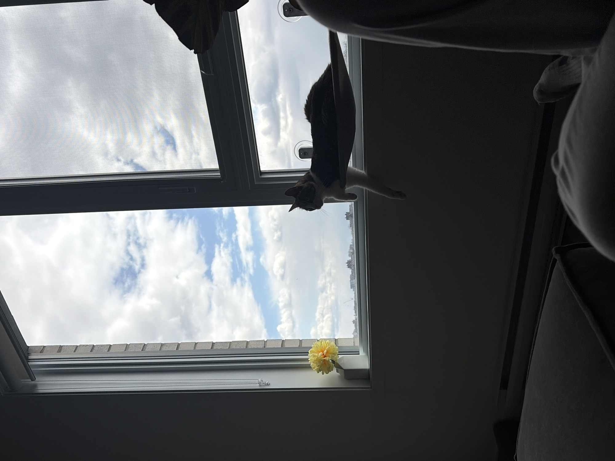 Student studies with cat companion in Laval home