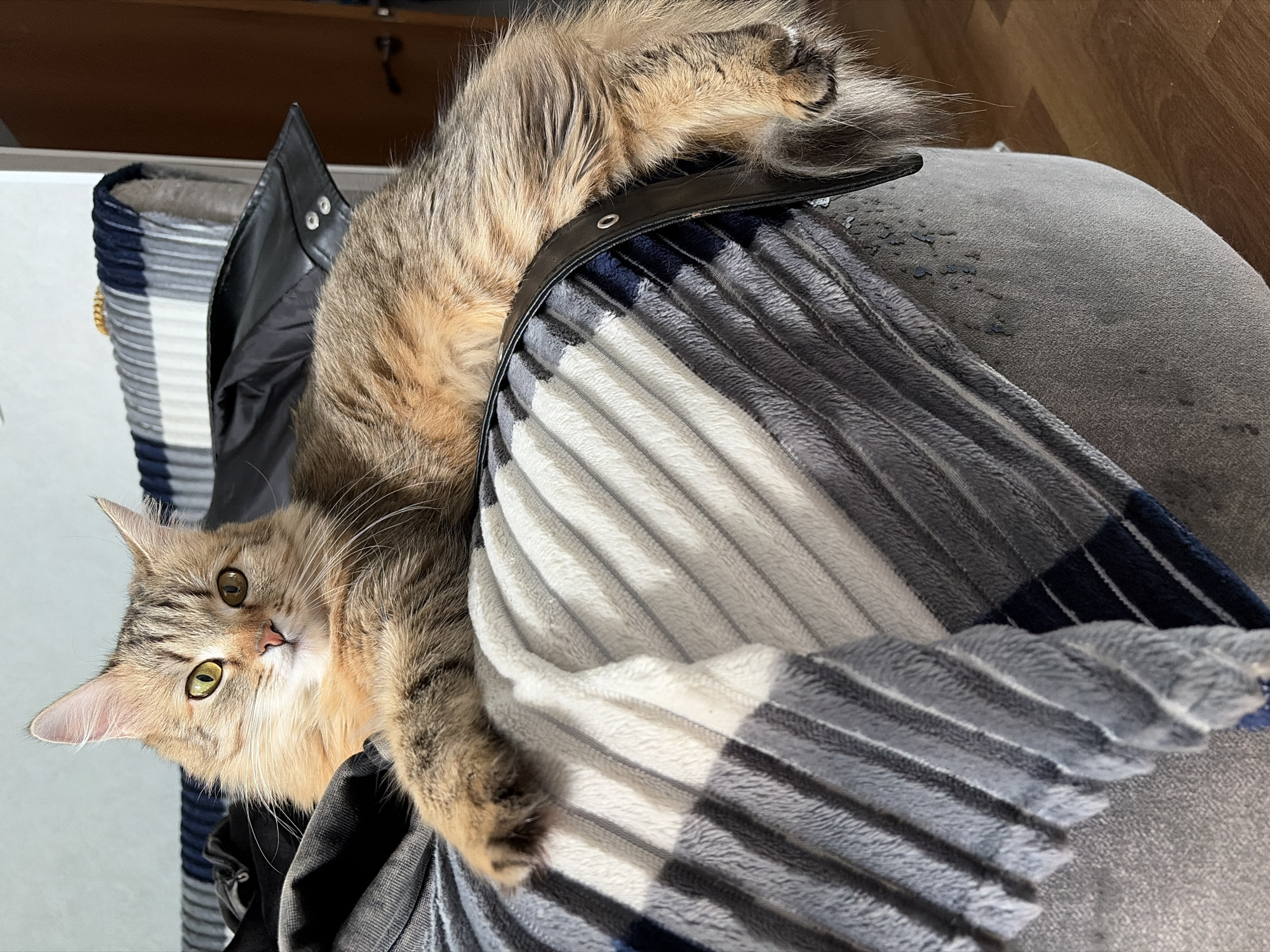 Woman in Prada shirt relaxes indoors with tabby cat