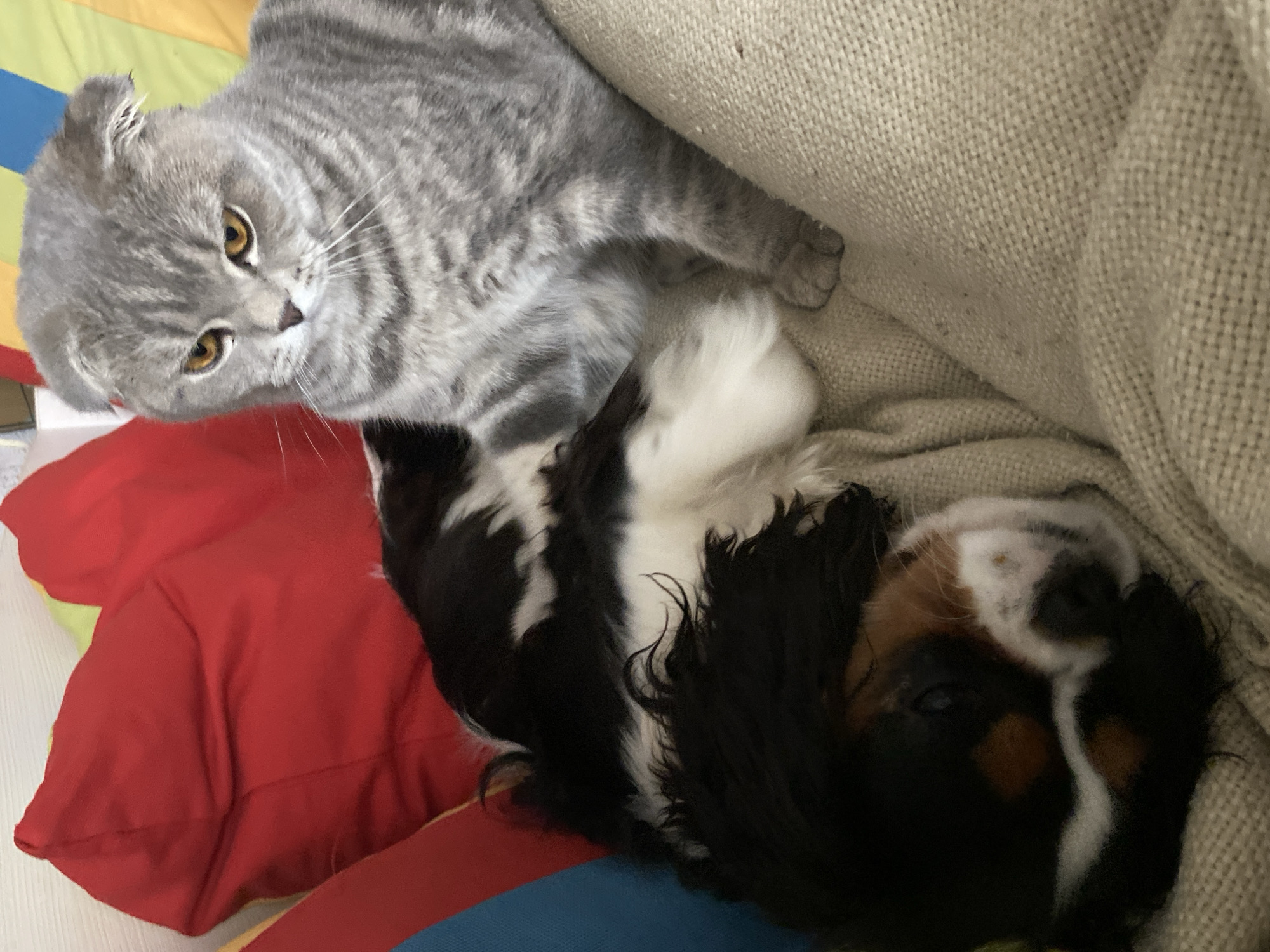 Morning scenes of pets and reservoir captured in Votkinsk