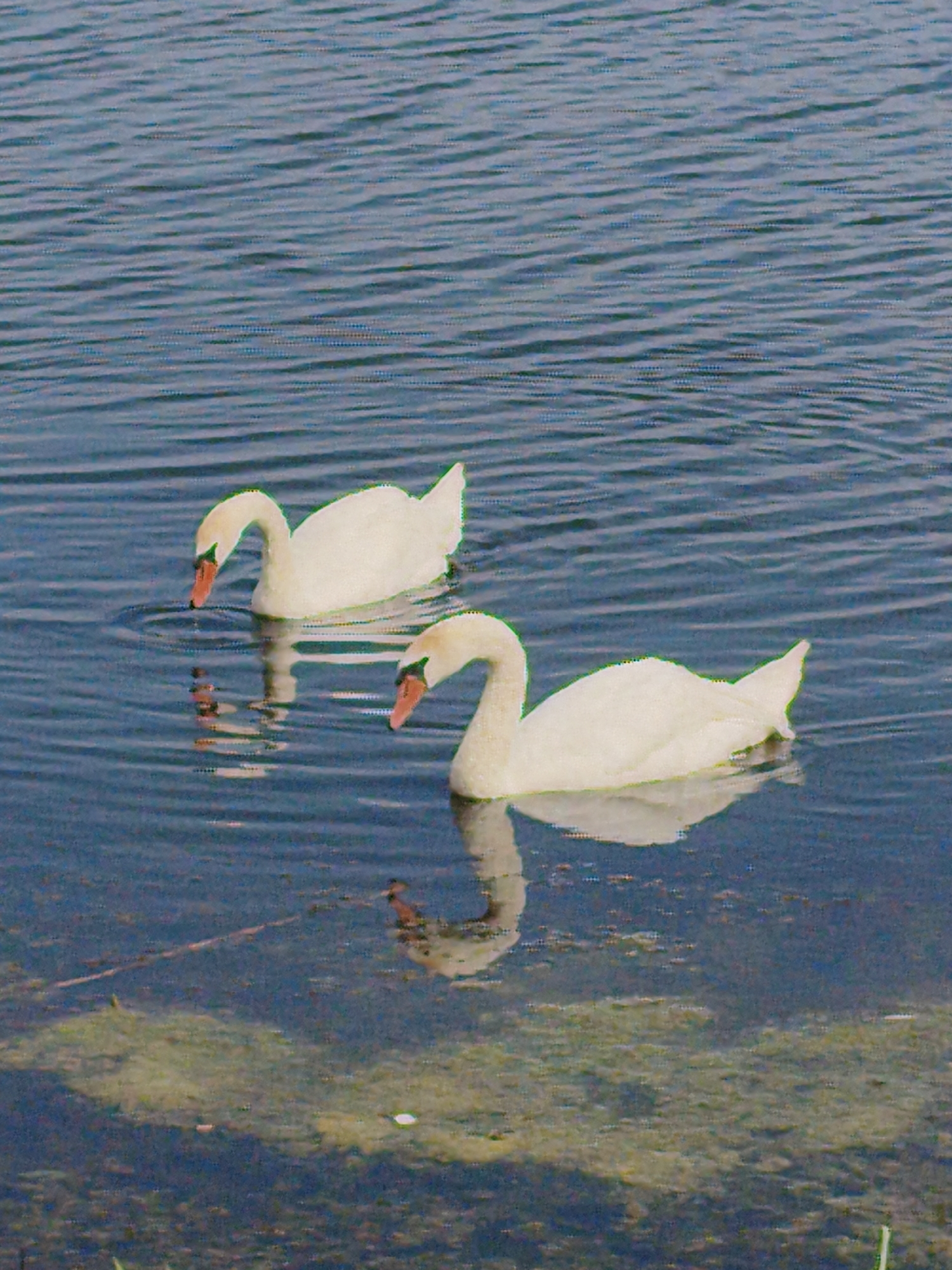 Morning in Ustyvytsia: swans, rural streets, and wartime markings