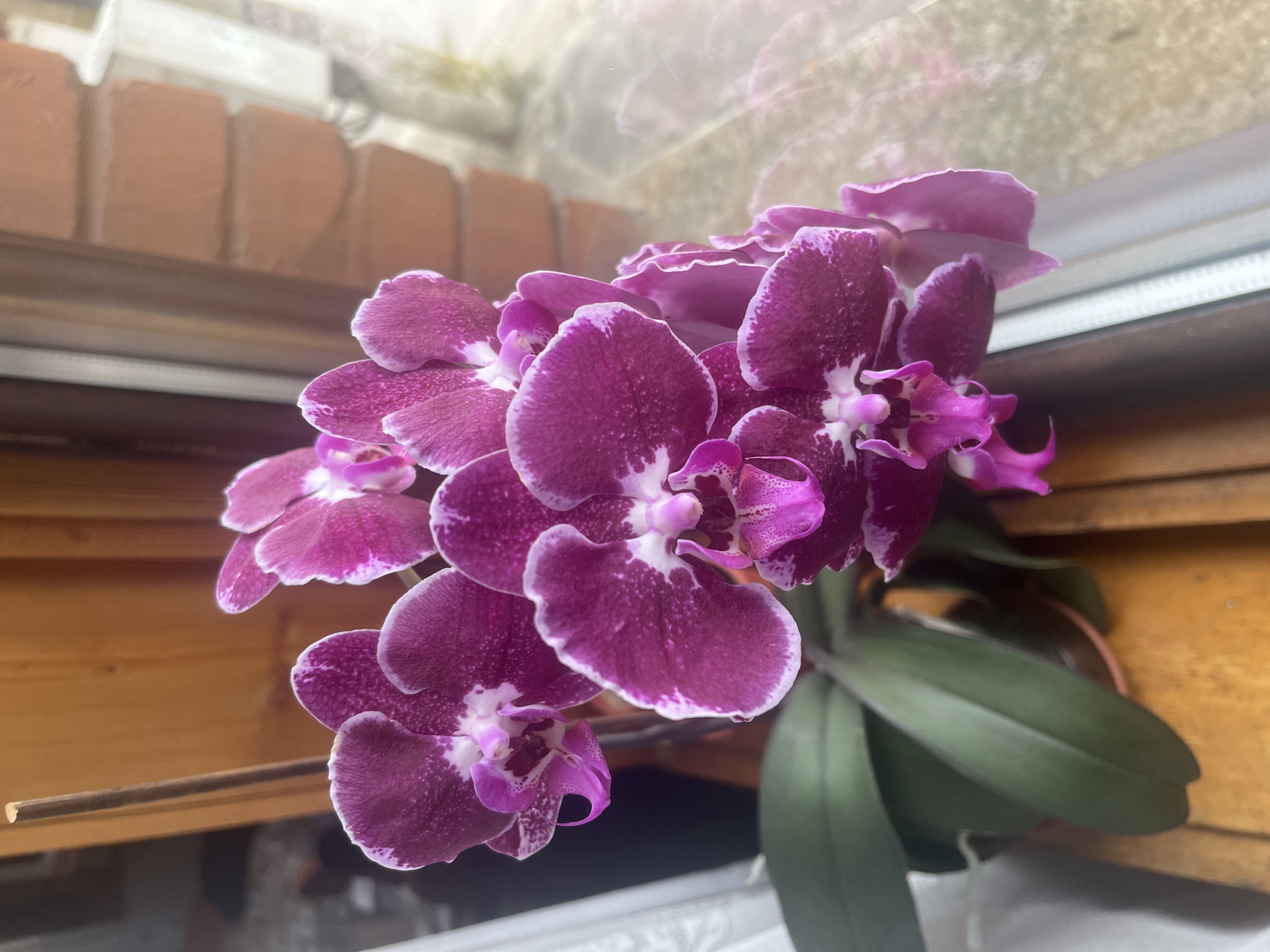Purple orchids bloom in Bulgarian mountain town