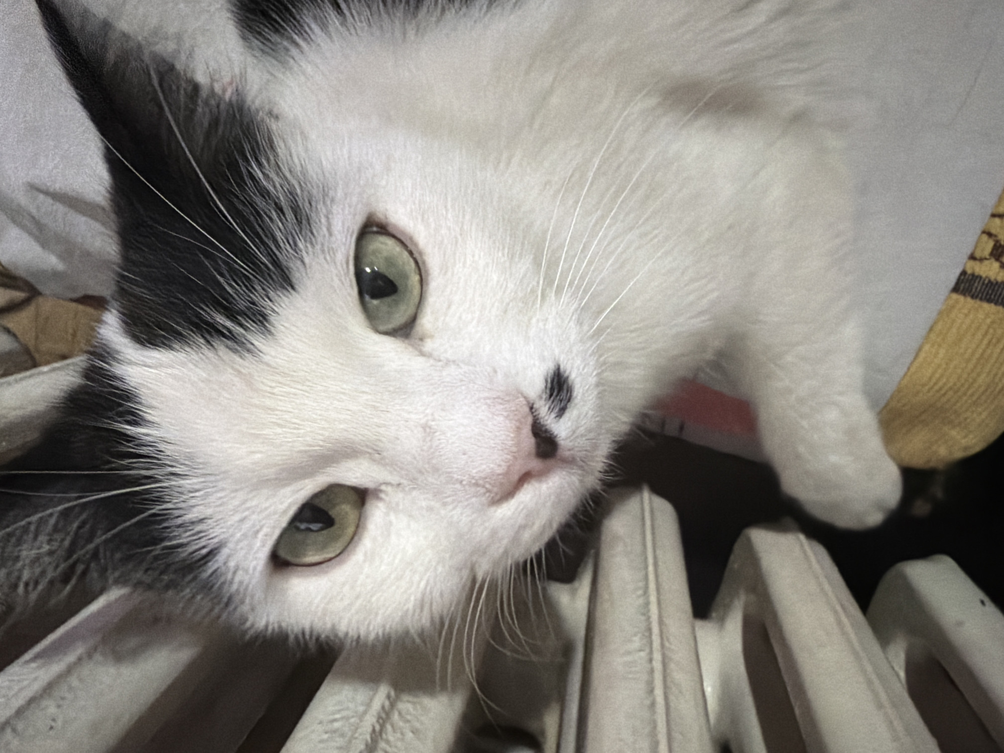 Cat rests by radiator in Bansko home