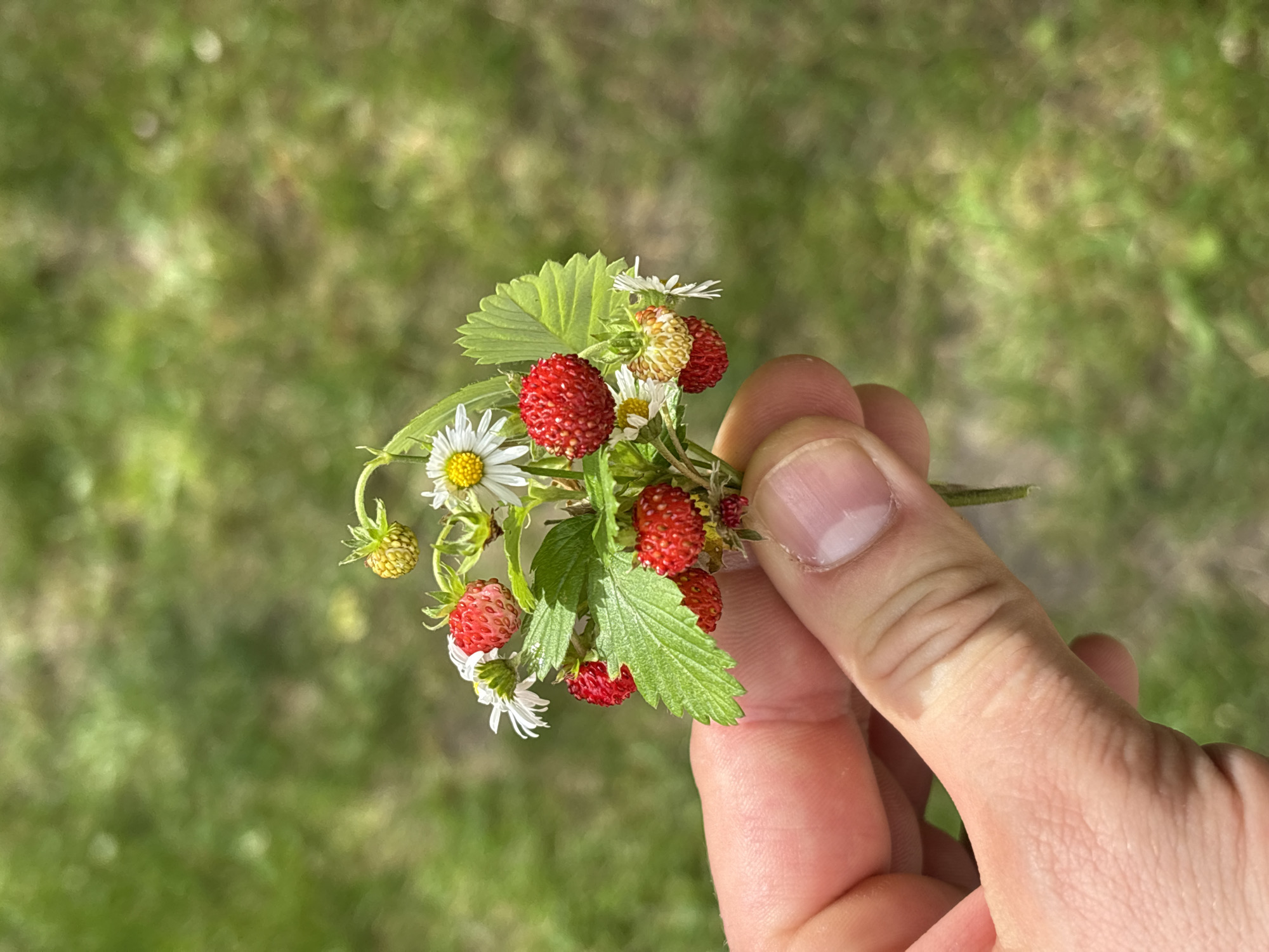 Foraging wild strawberries along a woodland path in Copenhagen