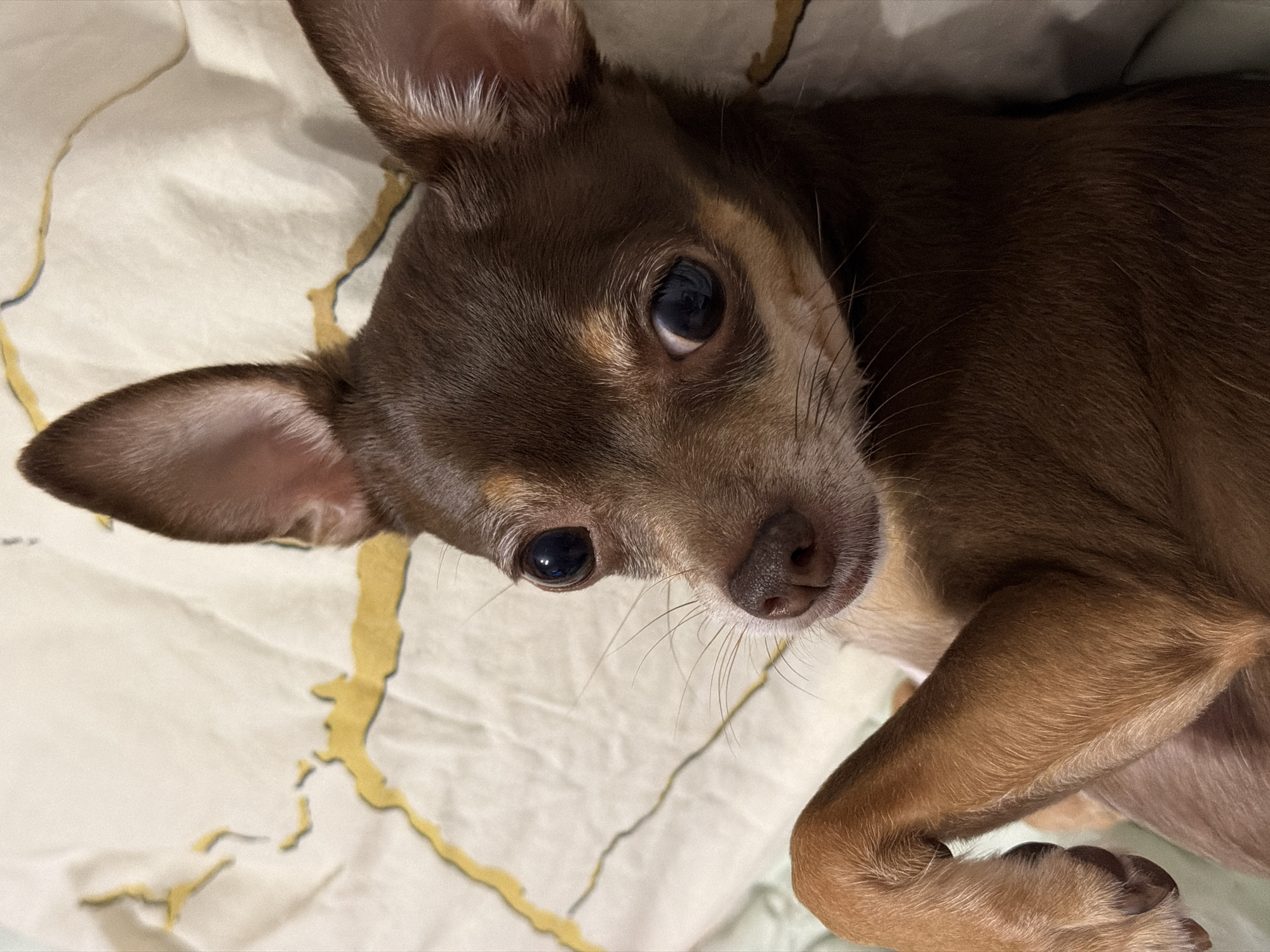 Chihuahua relaxes on a green blanket in a series of close-ups
