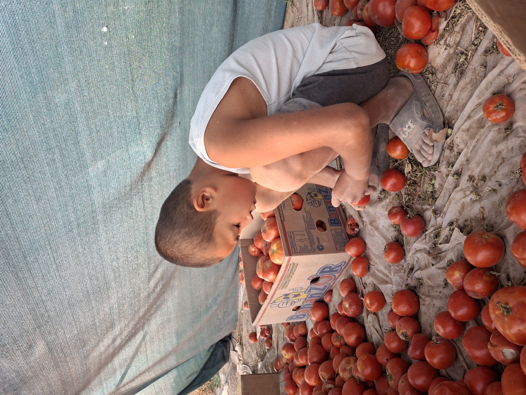 Tomato harvest and dry fields at dusk in rural Uzbekistan