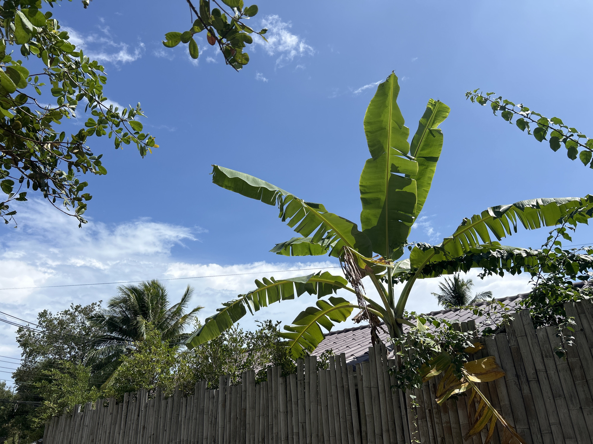 Morning walk documented through rural Koh Phangan, Thailand