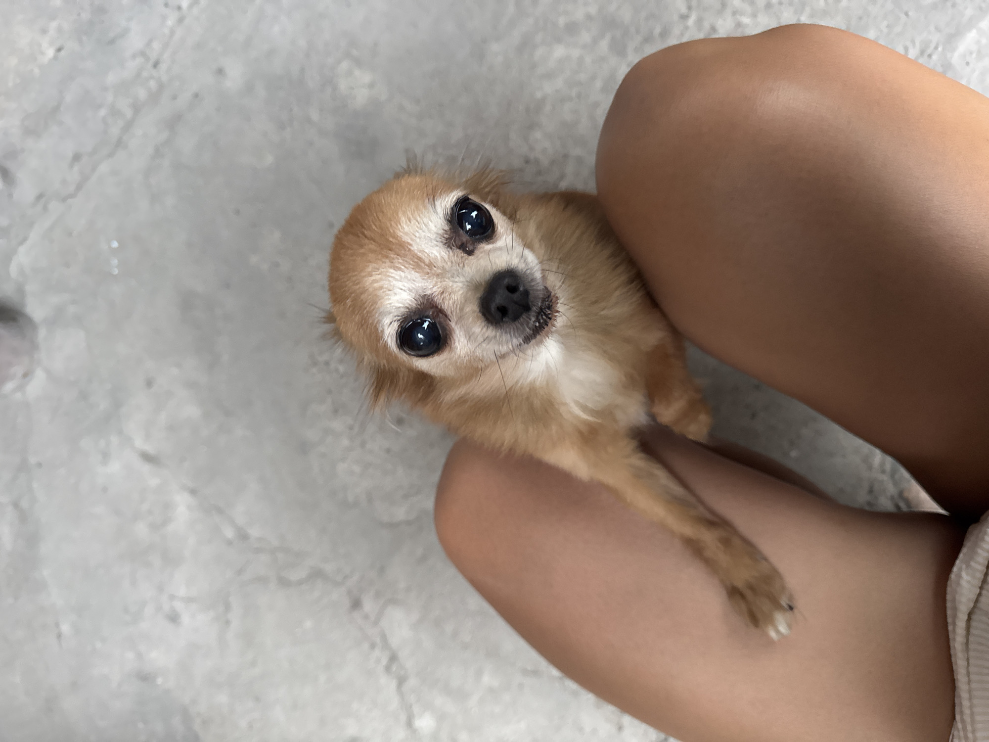Bishkek residents share quiet moments with pets and cherries