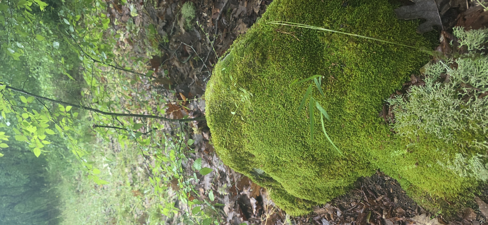 Nature photography session documents Bulgarian forest flora near Chernitsa