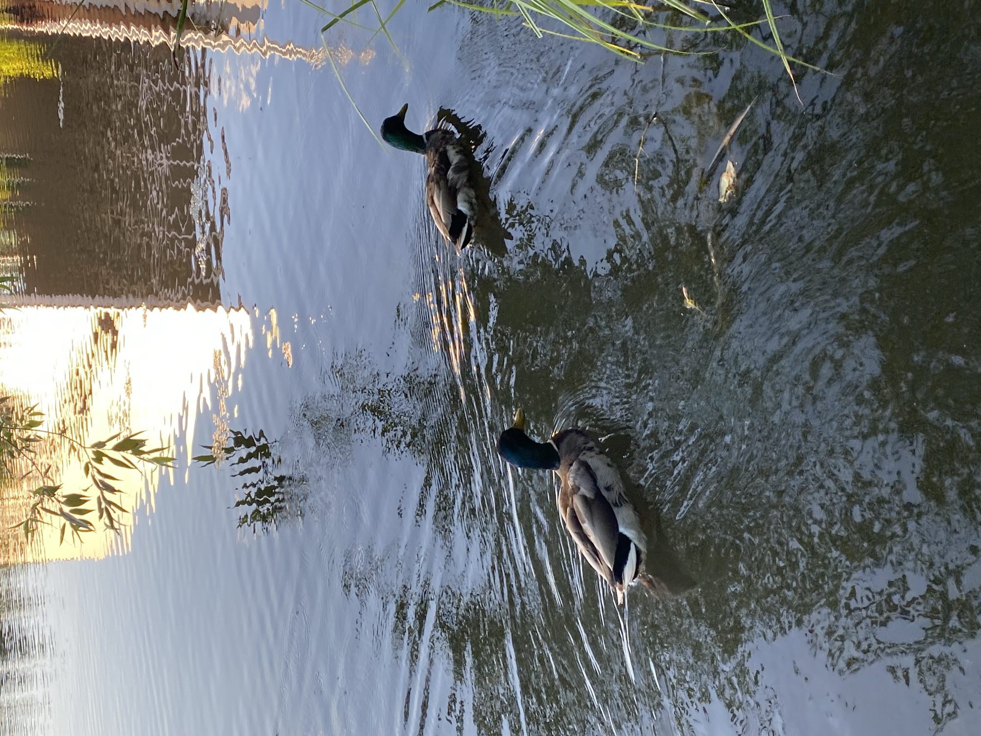 Lazy afternoon at a Ivano-Frankivsk waterfront, ducks and wildflowers