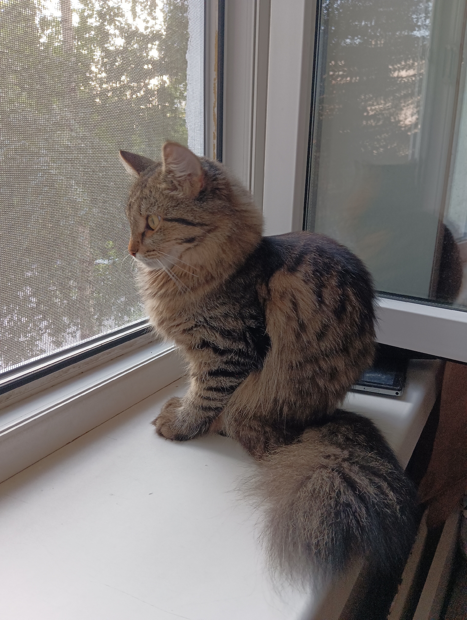 Cat, wheelchairs, and afternoon light in a Perm apartment