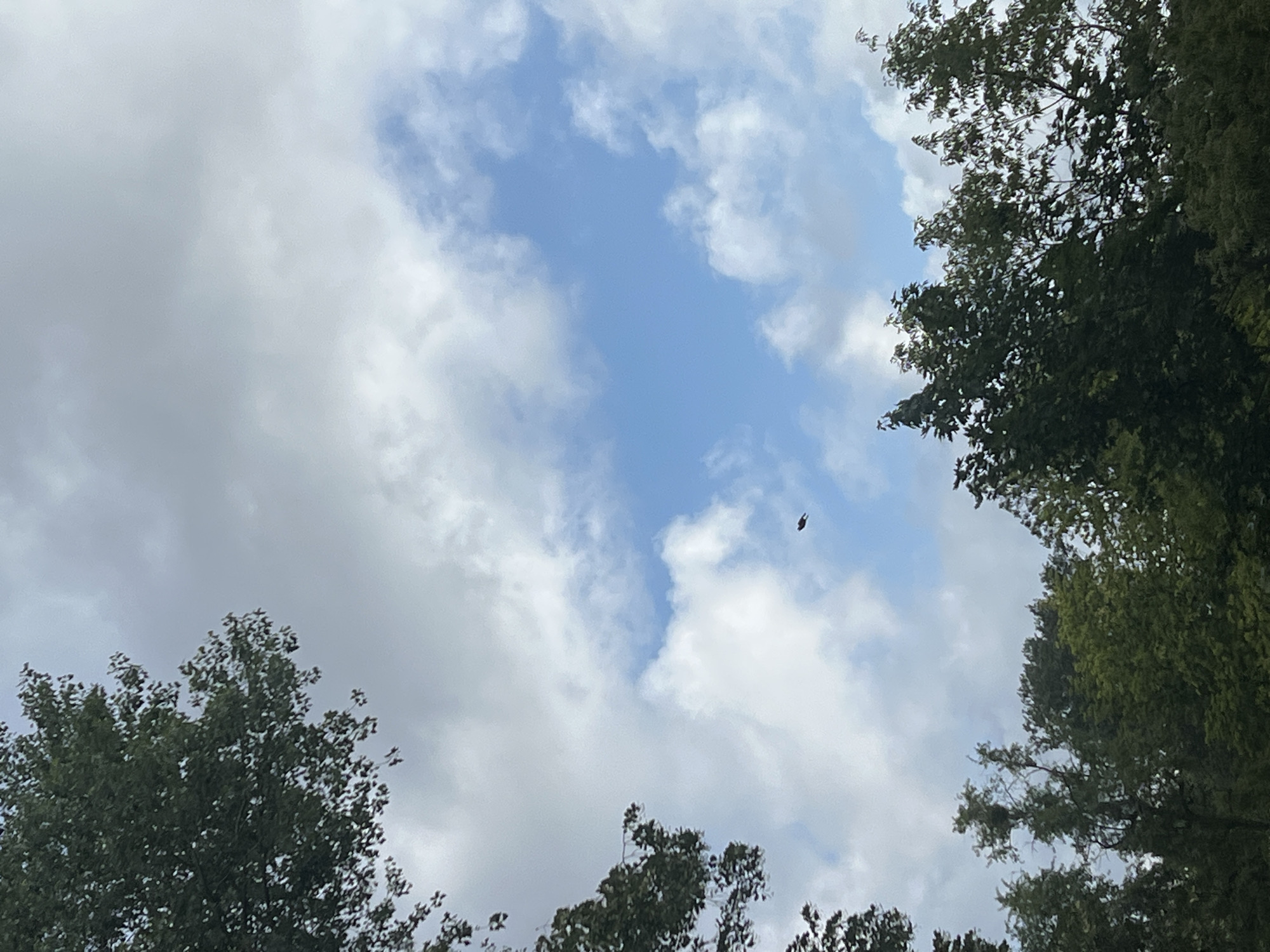 Looking up through Warsaw park trees on a partly cloudy morning