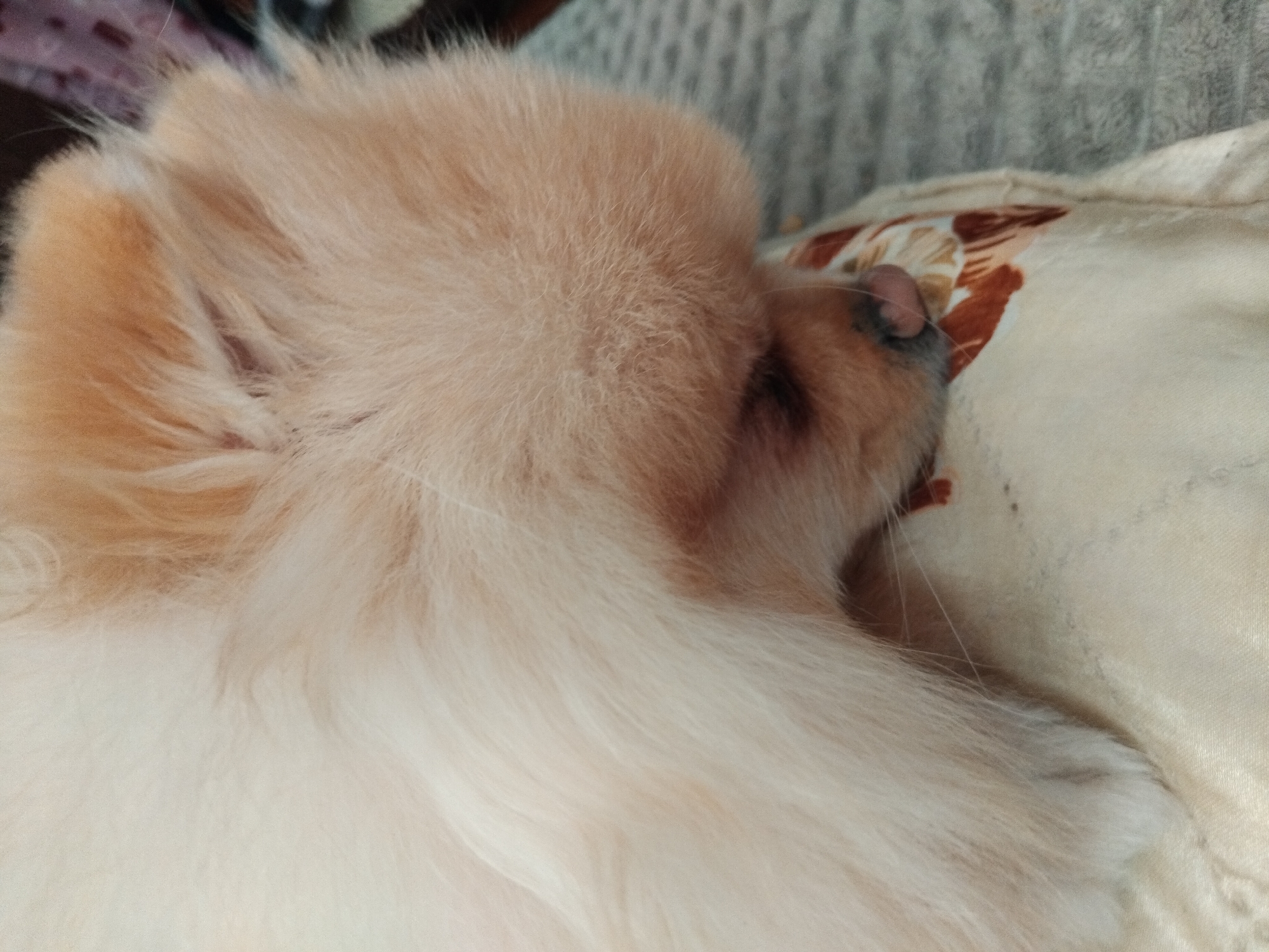 Sleeping Pomeranian photographed multiple times in Bulgarian home