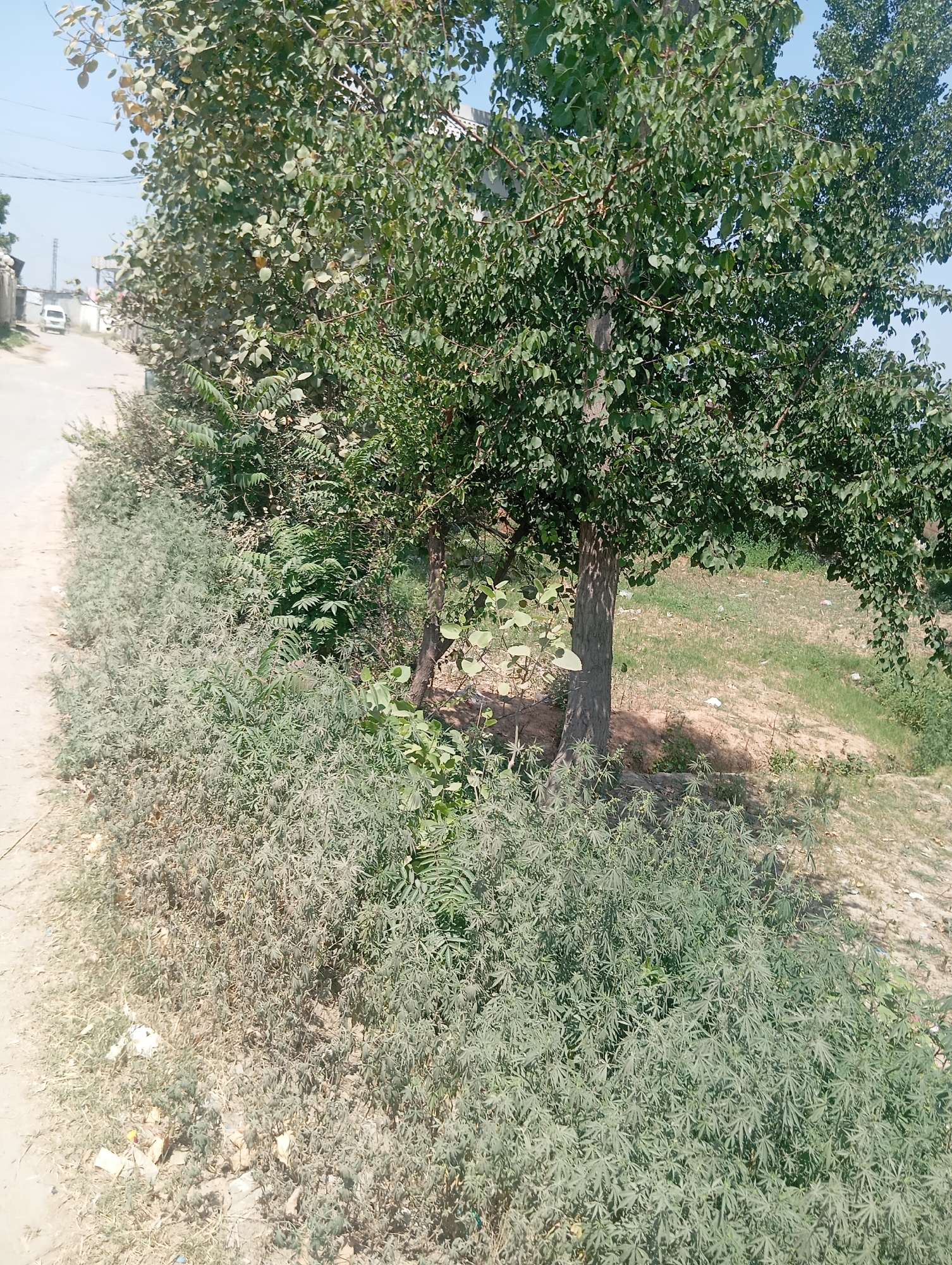 Morning street life documented in Lassan, Pakistan