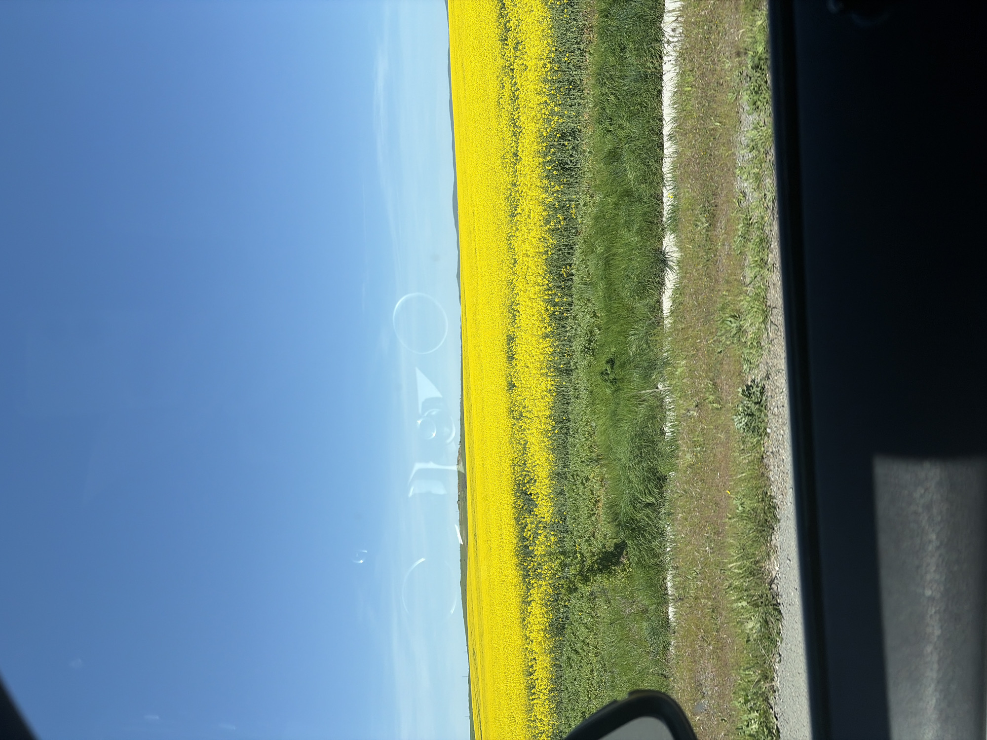 Spring flower fields viewed from vehicle near Ravda, Bulgaria