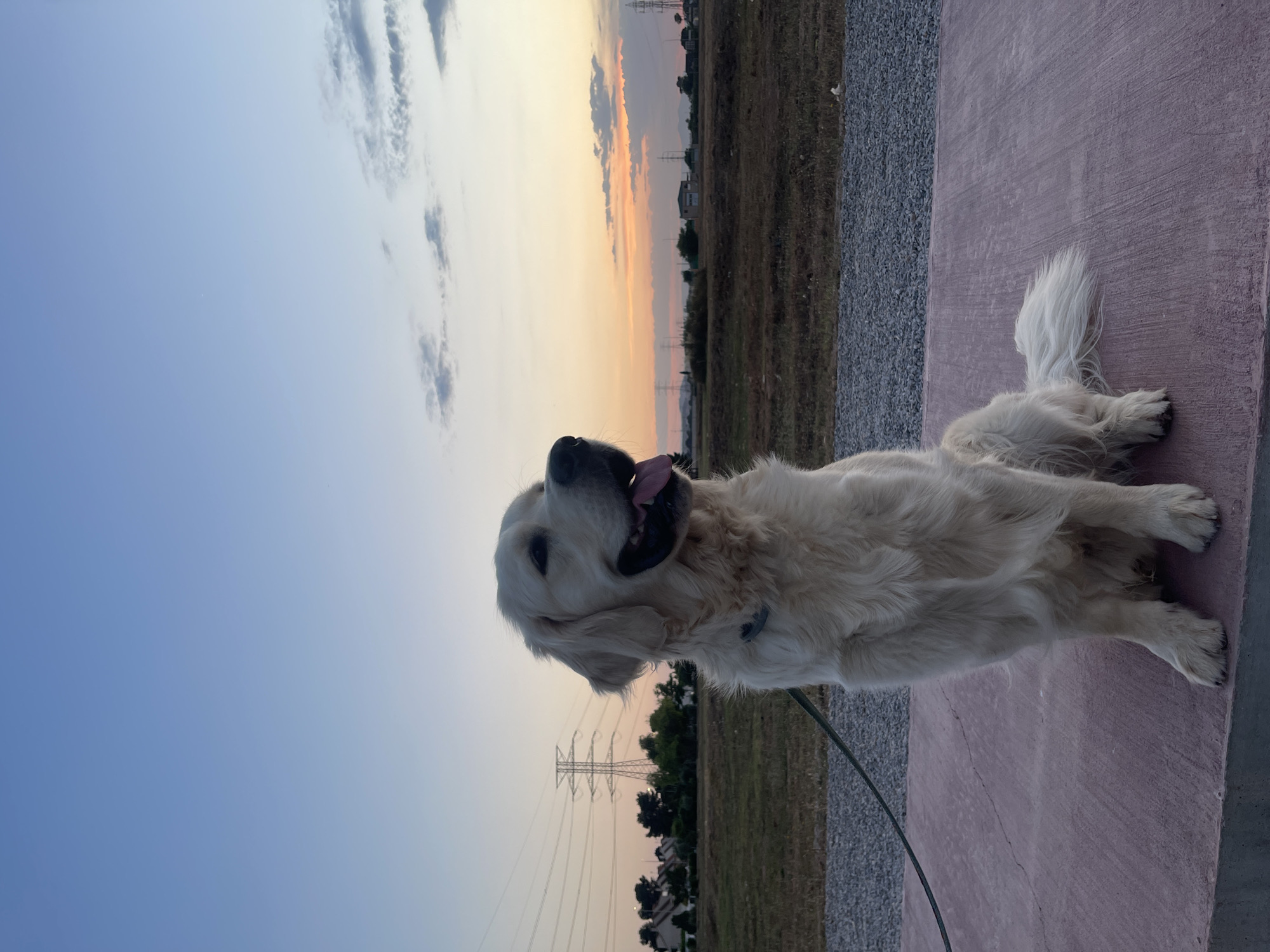 Evening dog walk captured in Paiporta, Spain