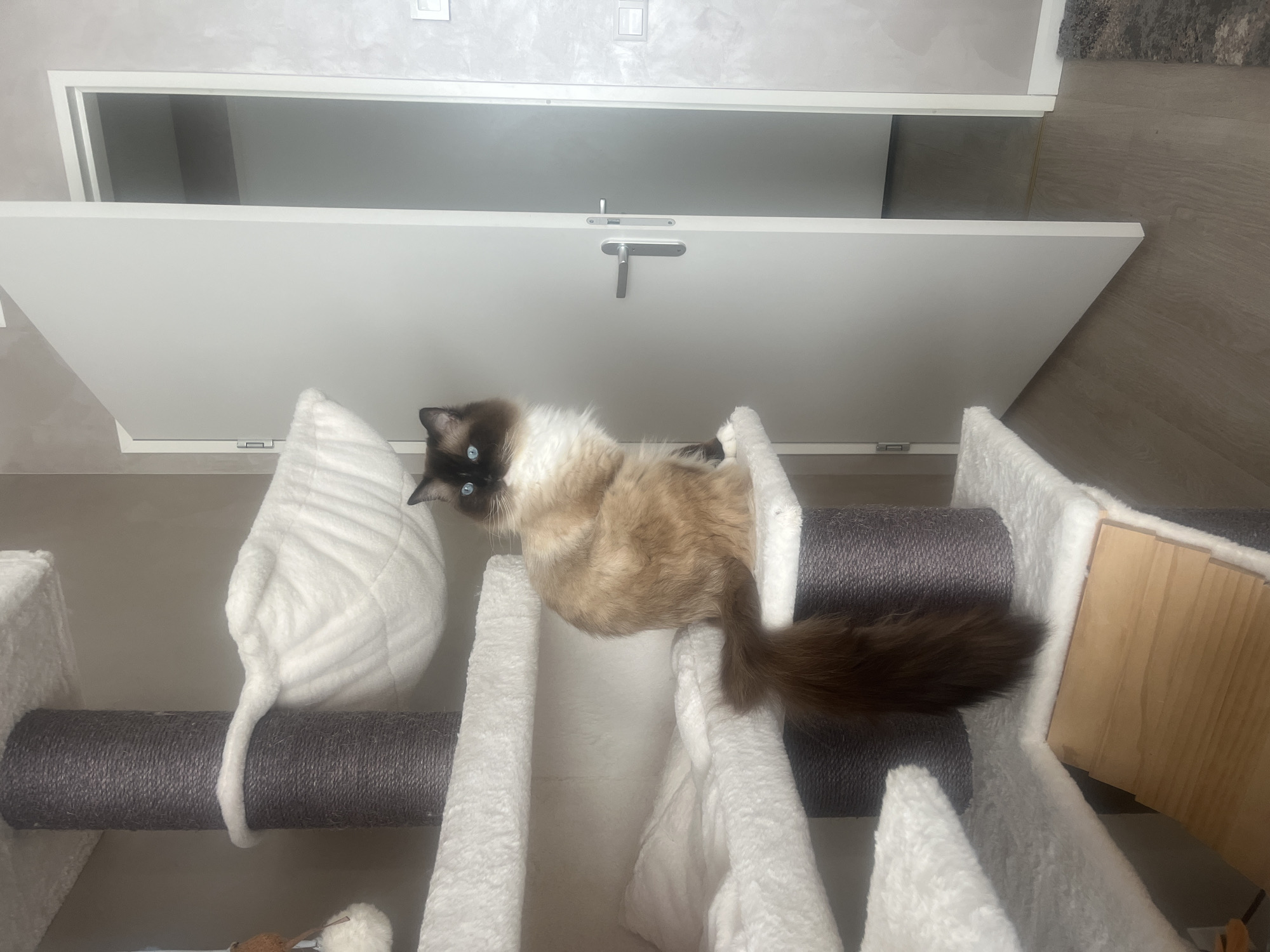 Ragdoll cat spotted lounging on multi-tiered cat tree