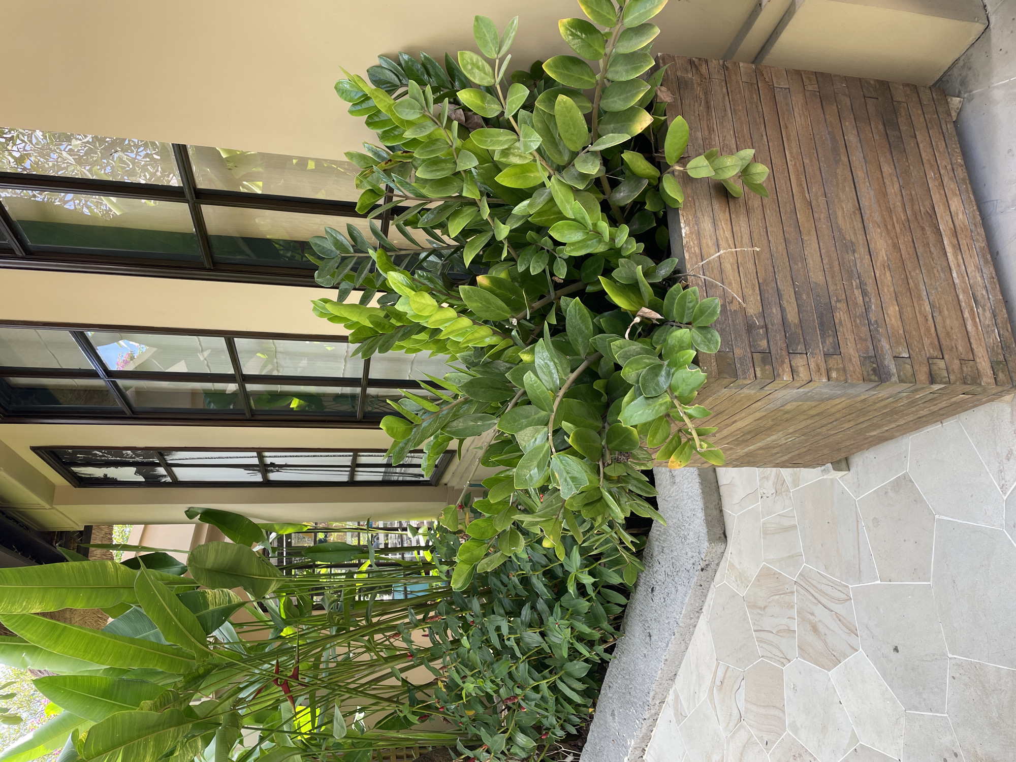 Tropical garden compound documented in pre-dawn hours