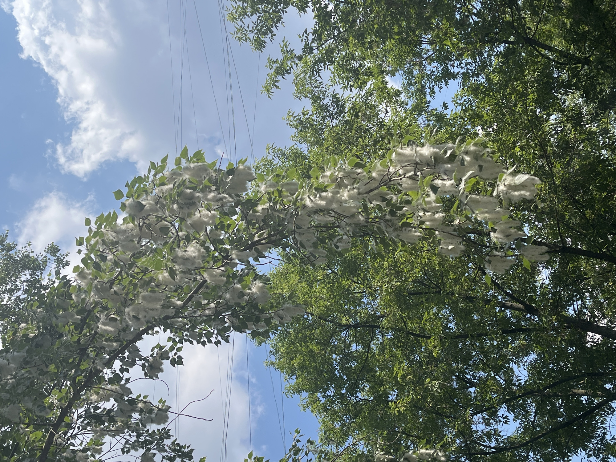 Tree branch with white seed pods captured against blue sky