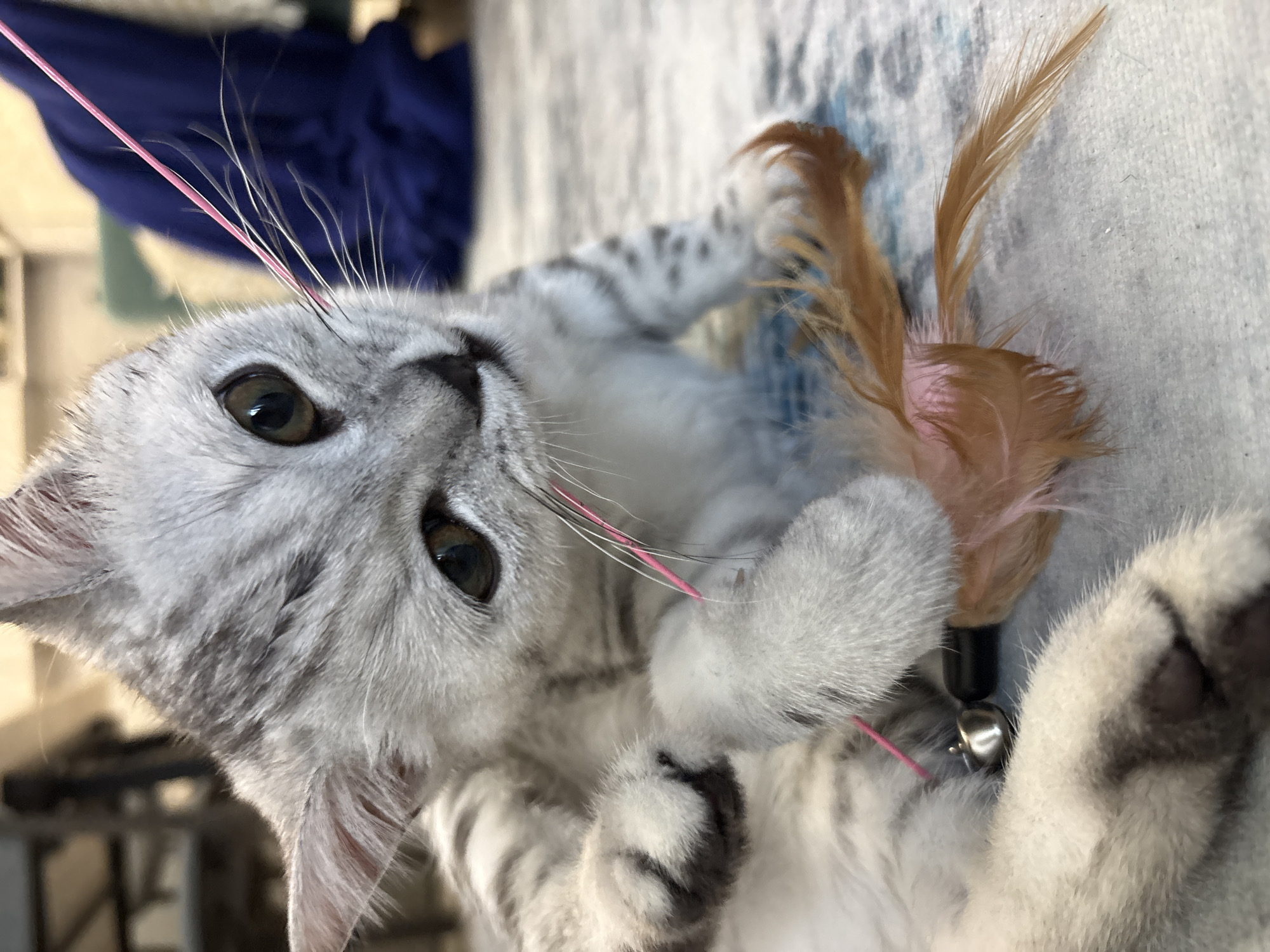 Lazy afternoon at home in Izhevsk — kids, cats, and balcony views