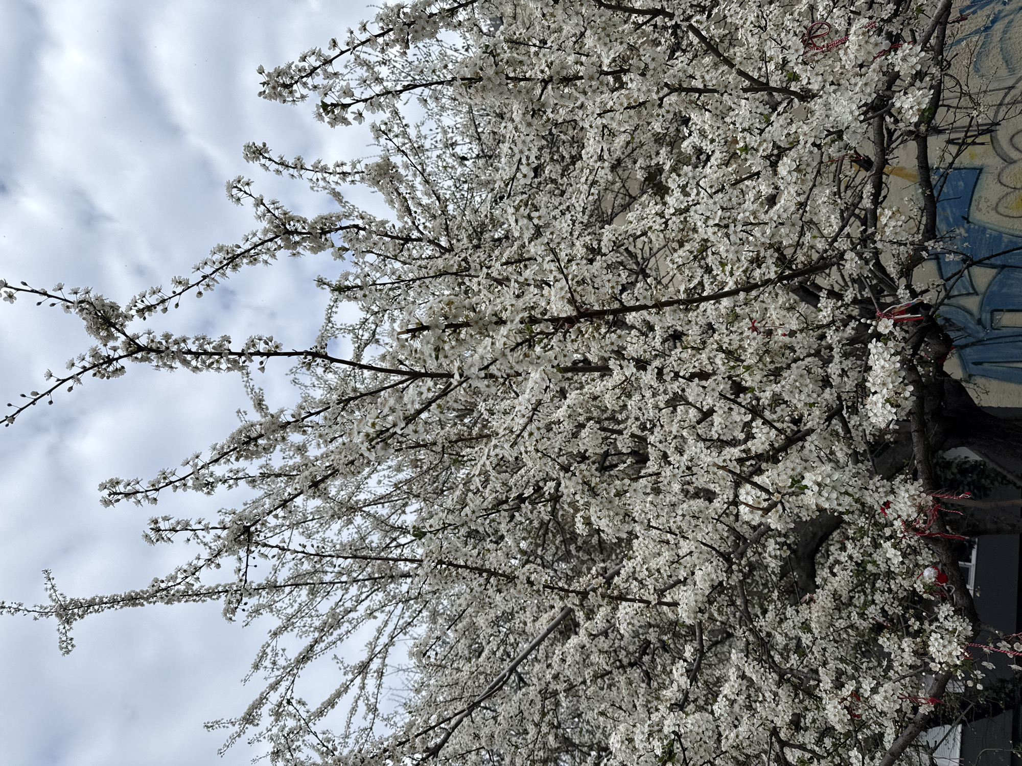 Morning moments in Varna: puppy playing, spring blooms