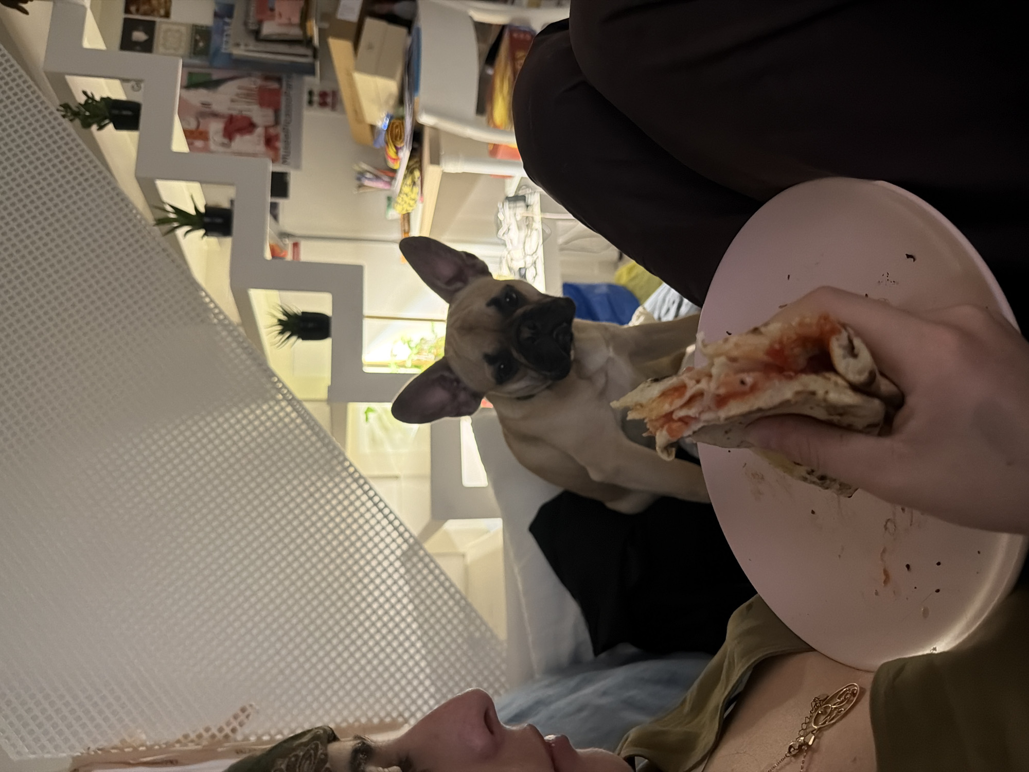 Person shares pizza moment with curious dog in Milan
