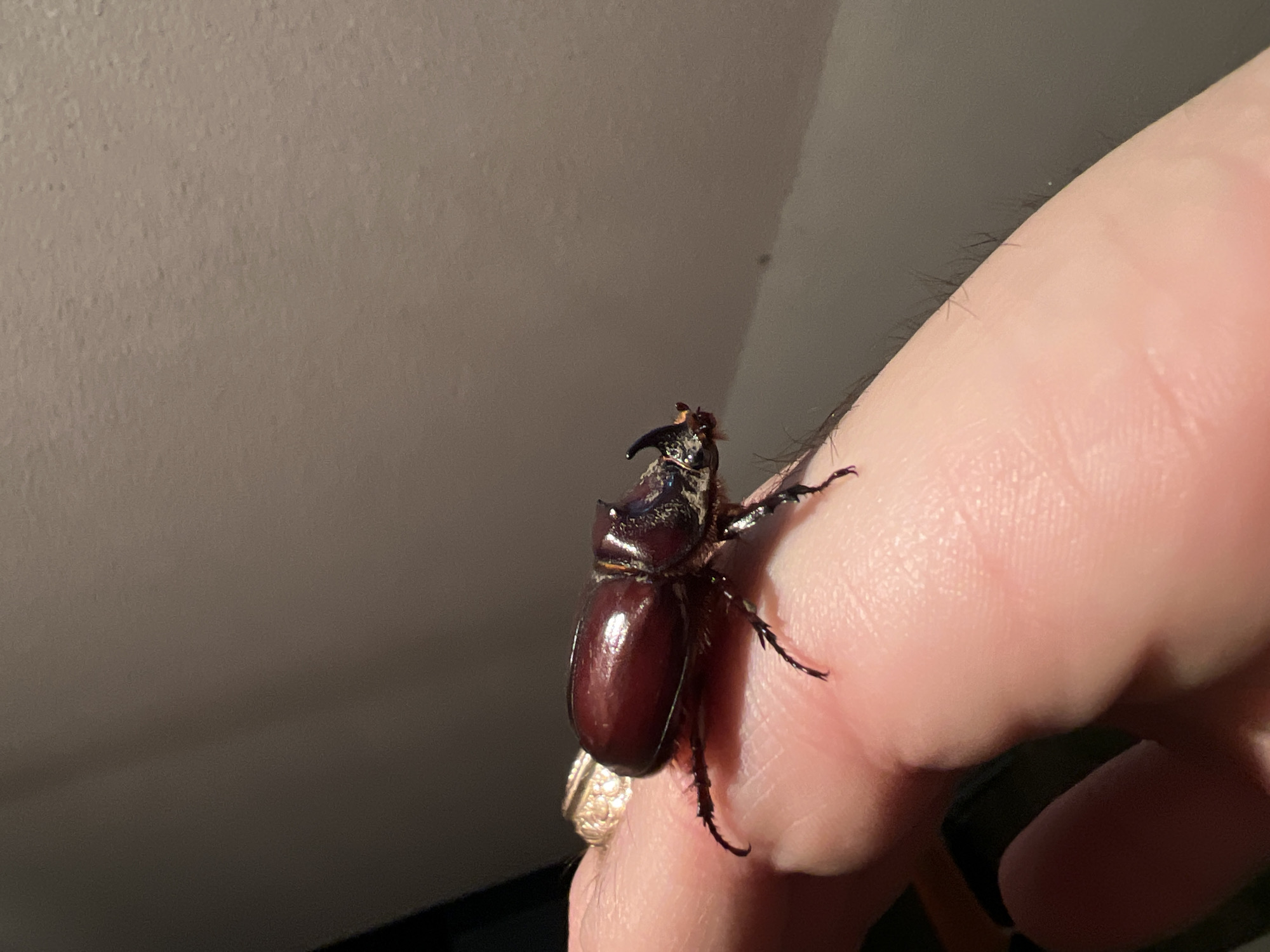 Rhinoceros beetle up close in Tiraspol