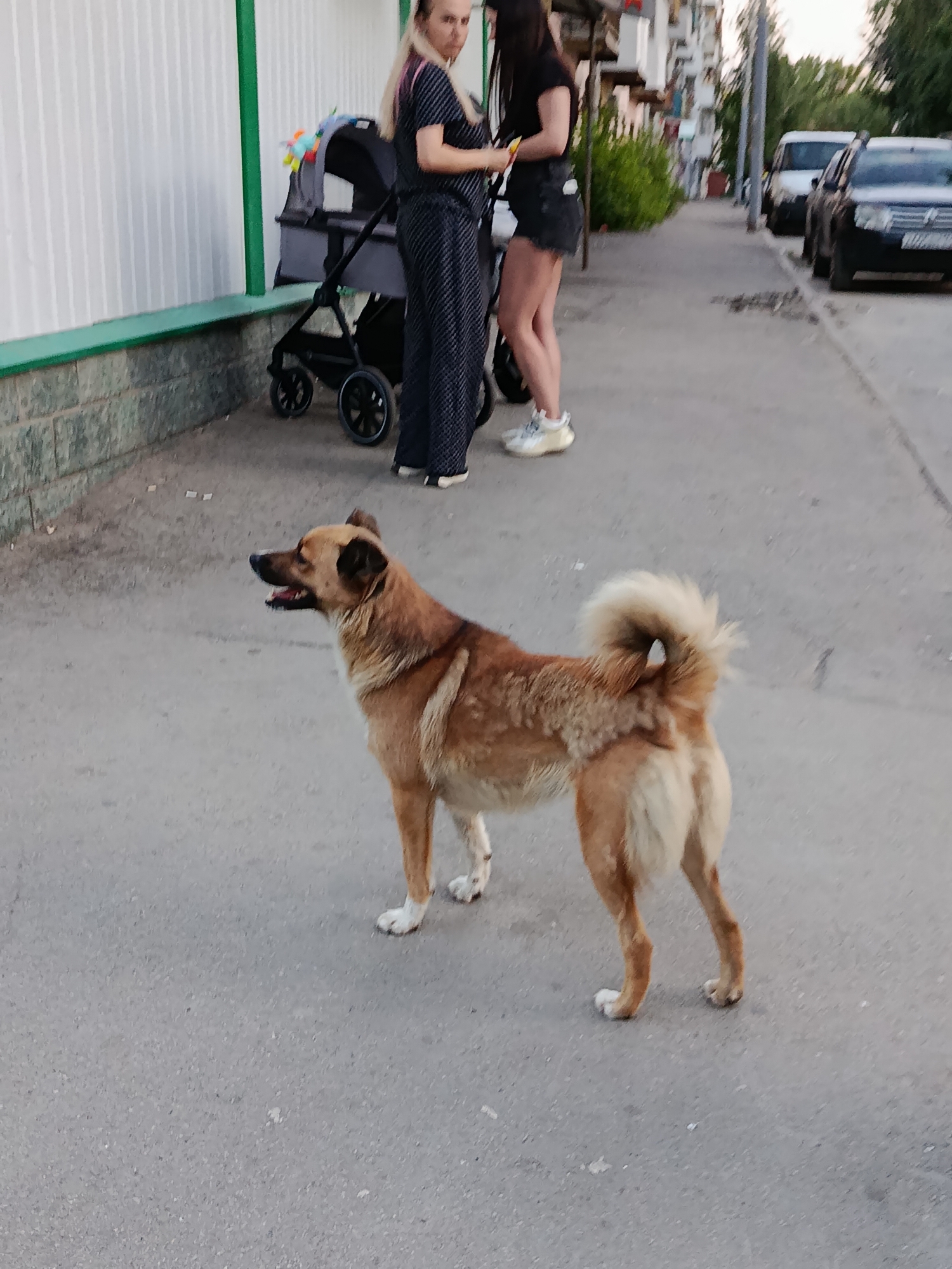 Quiet Saratov neighborhood: streets, gardens, and everyday scenes