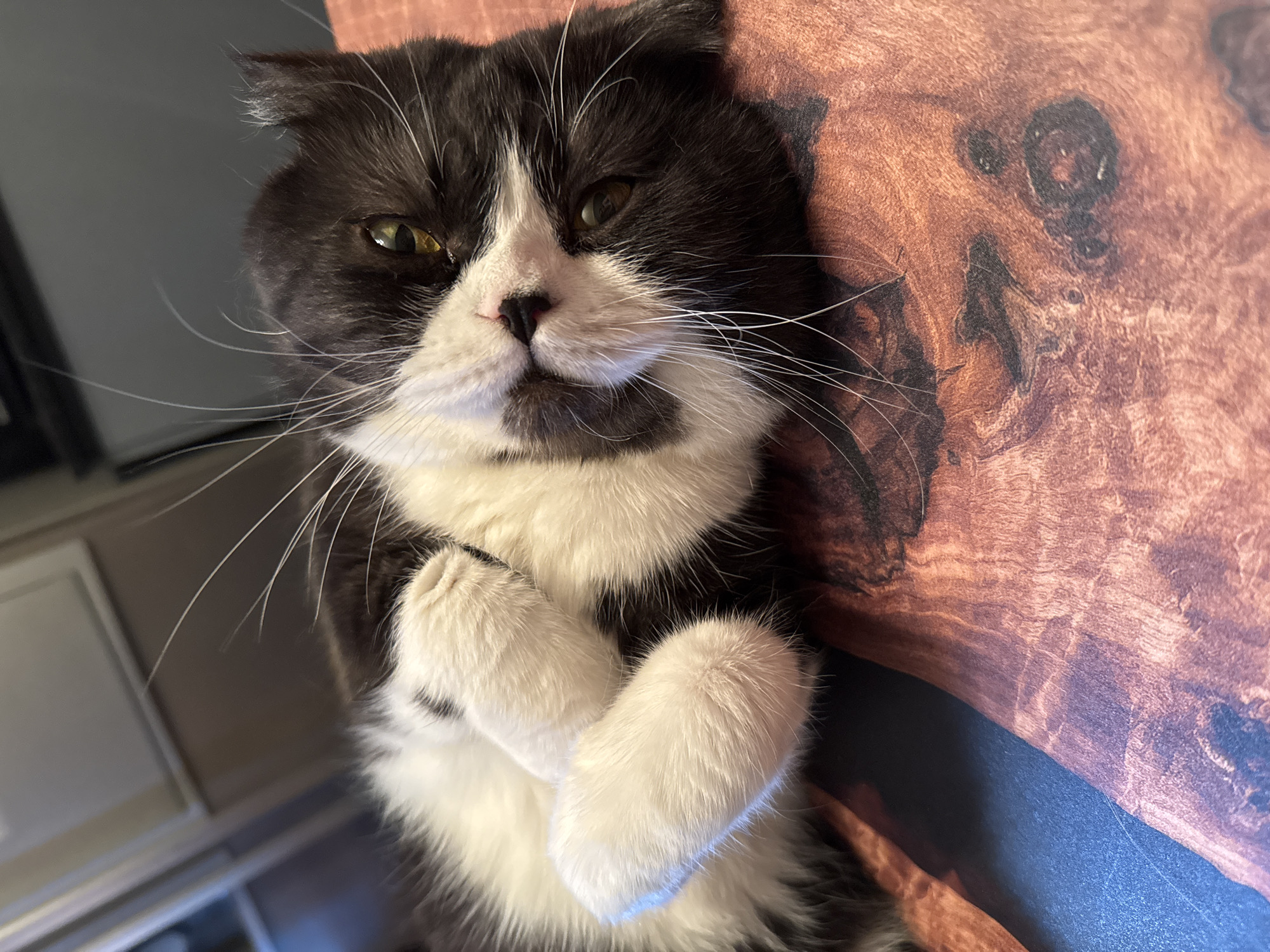Cats at home in Odintsovo, caught mid-lounge