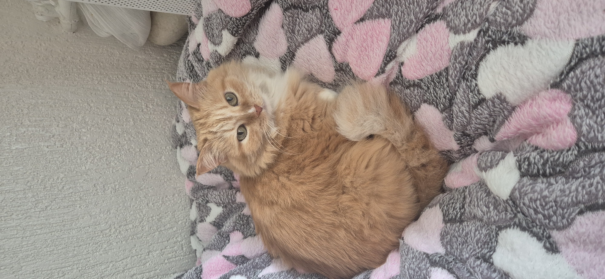 Orange cat spotted resting in cardboard box indoors