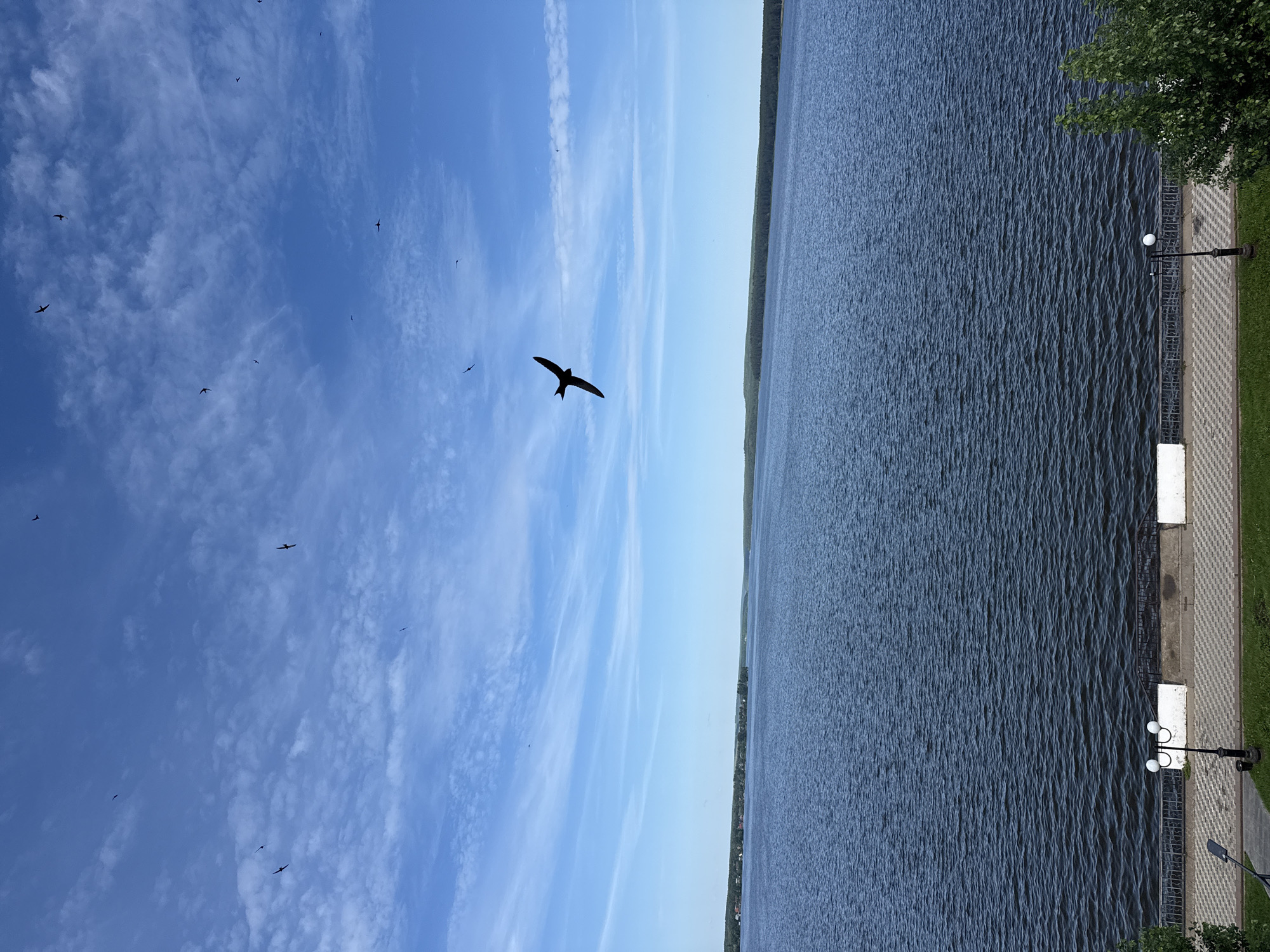 Morning bird flight captured over Votkinsk Reservoir, Russia