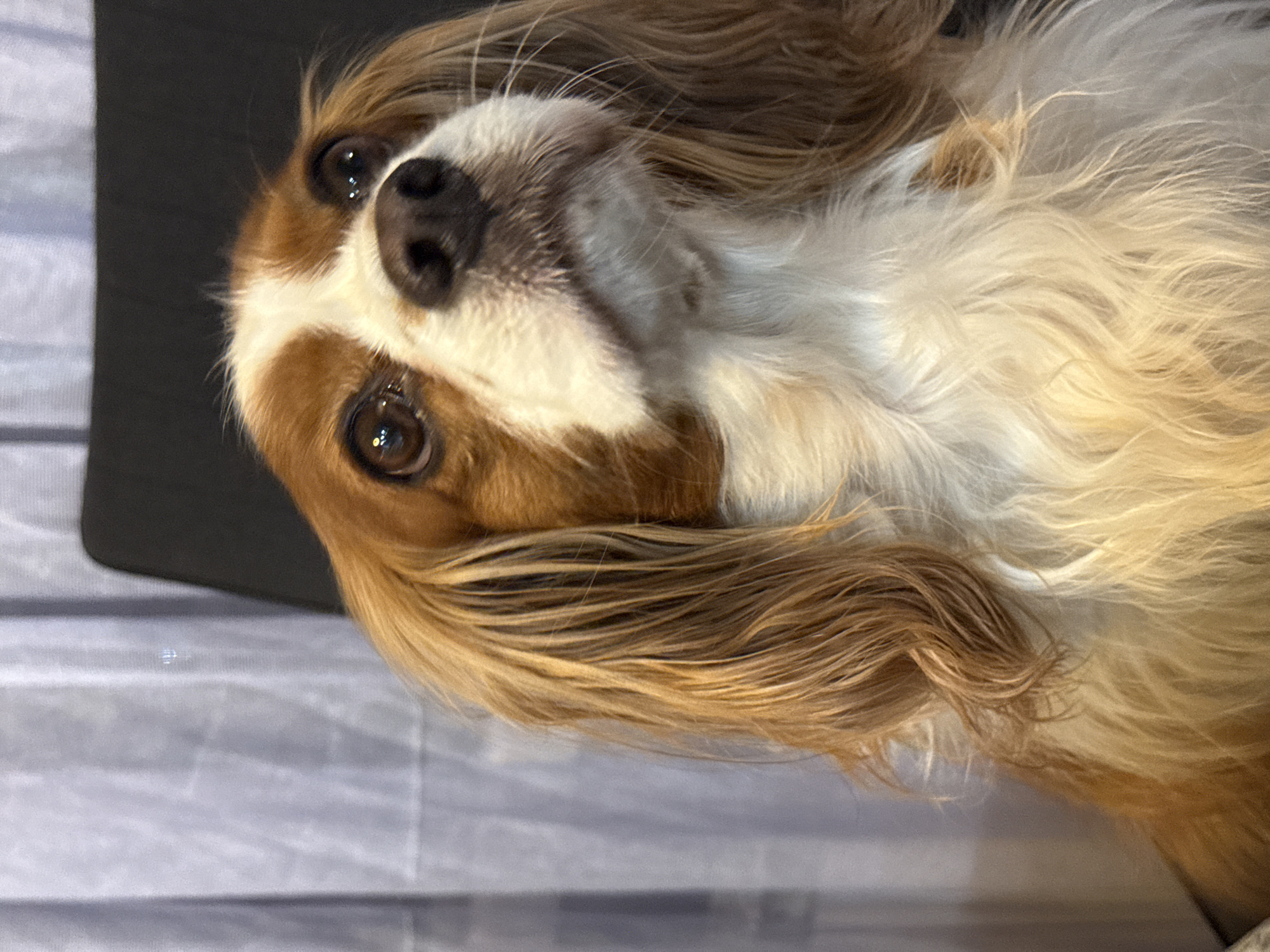 Cavalier King Charles Spaniel photographed in Sofia apartment