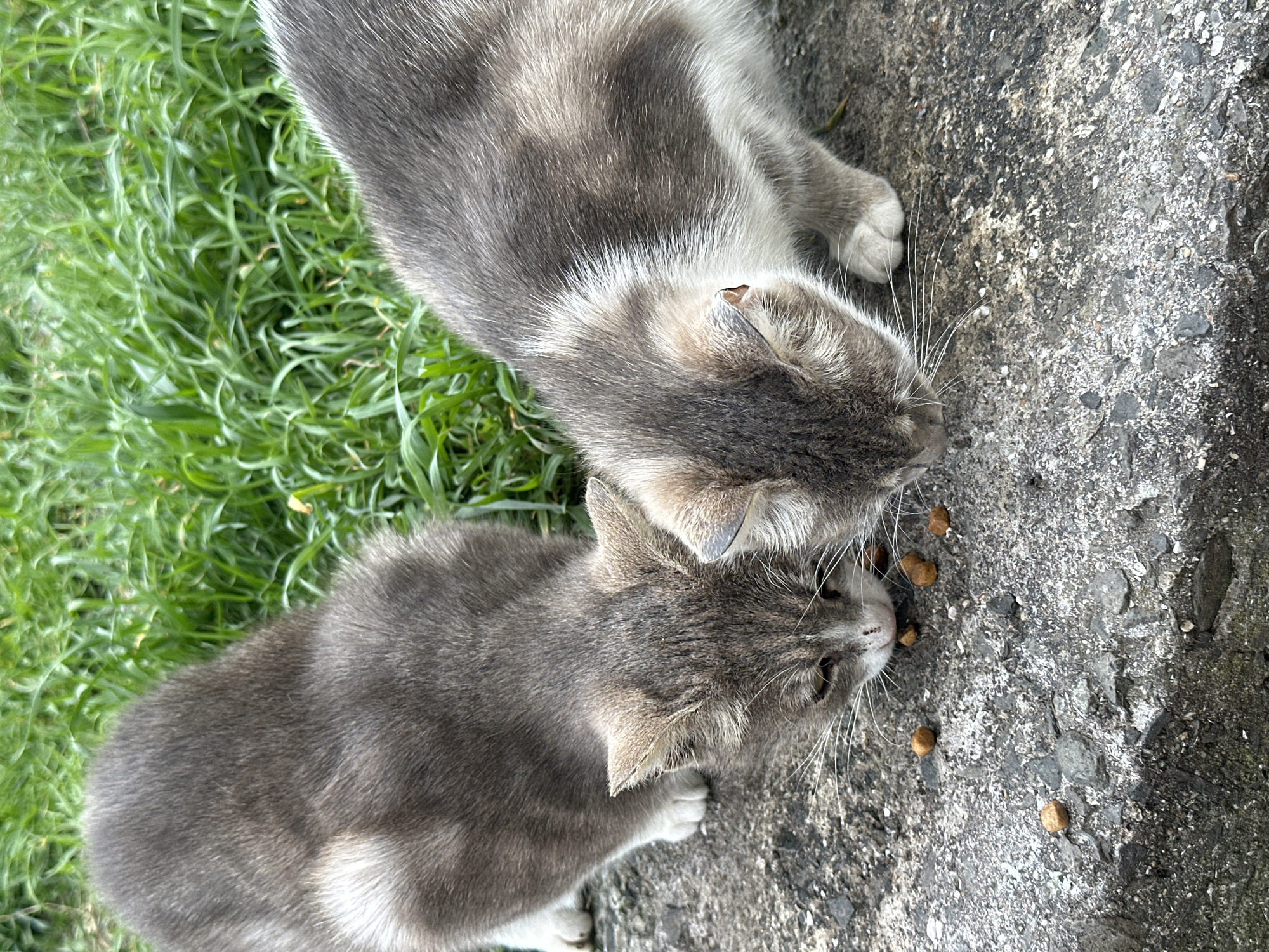 Stray cats feeding outdoors in Bulgarian city