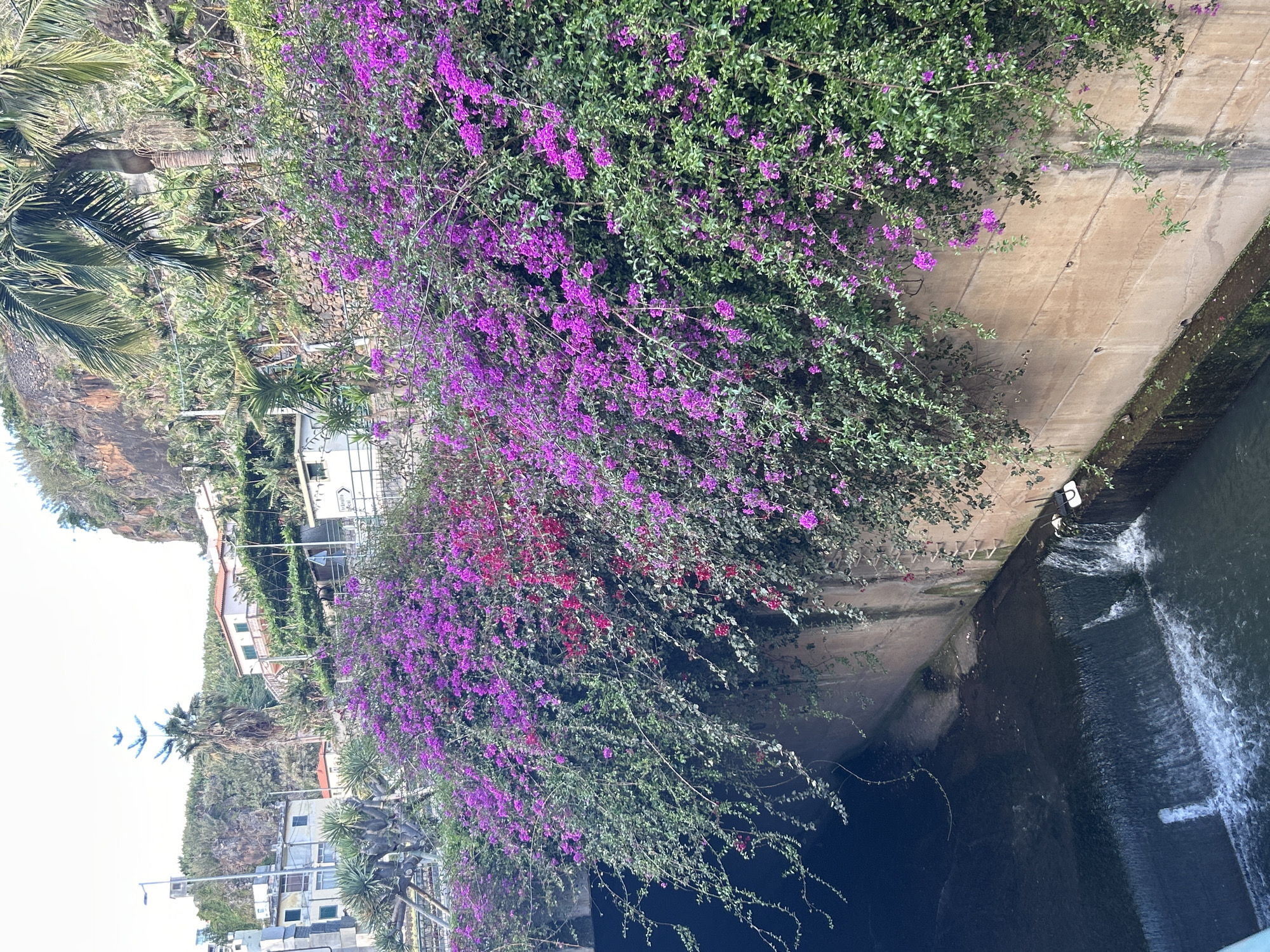 Spring flowers bloom across Câmara de Lobos residential areas