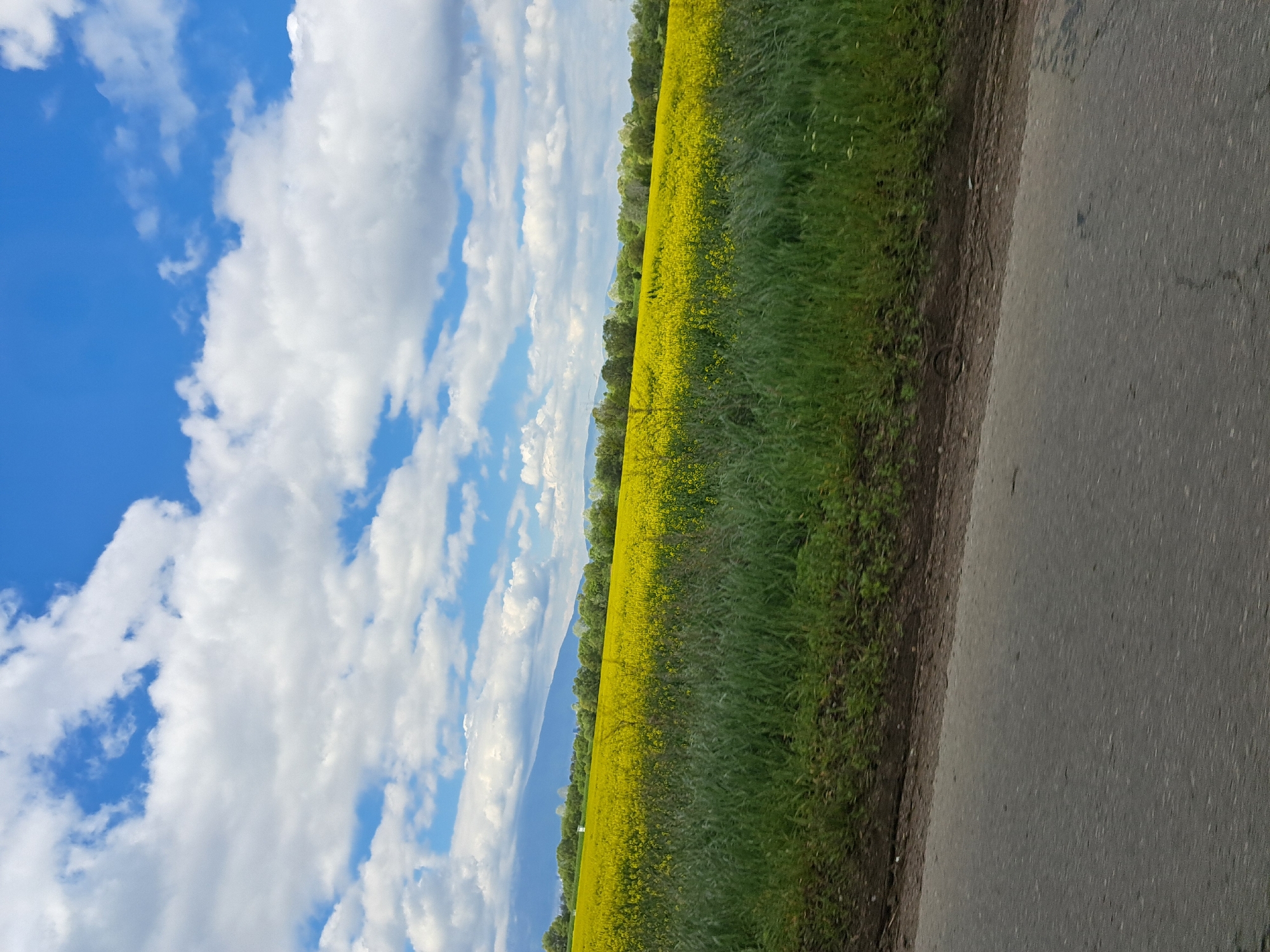 Yellow flower field spotted beside road in Chepintsi, Bulgaria