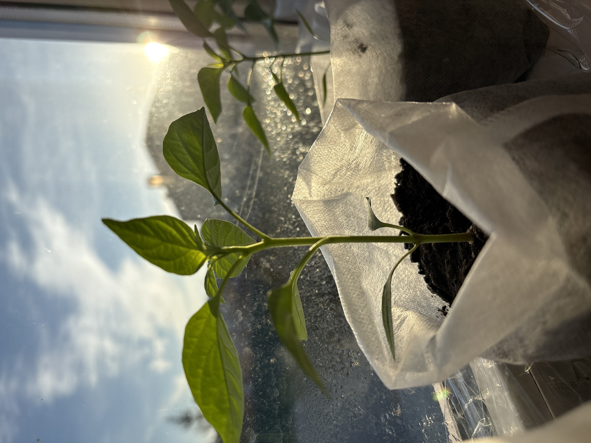 Morning life documented in Ulyanovsk: gardening and city views