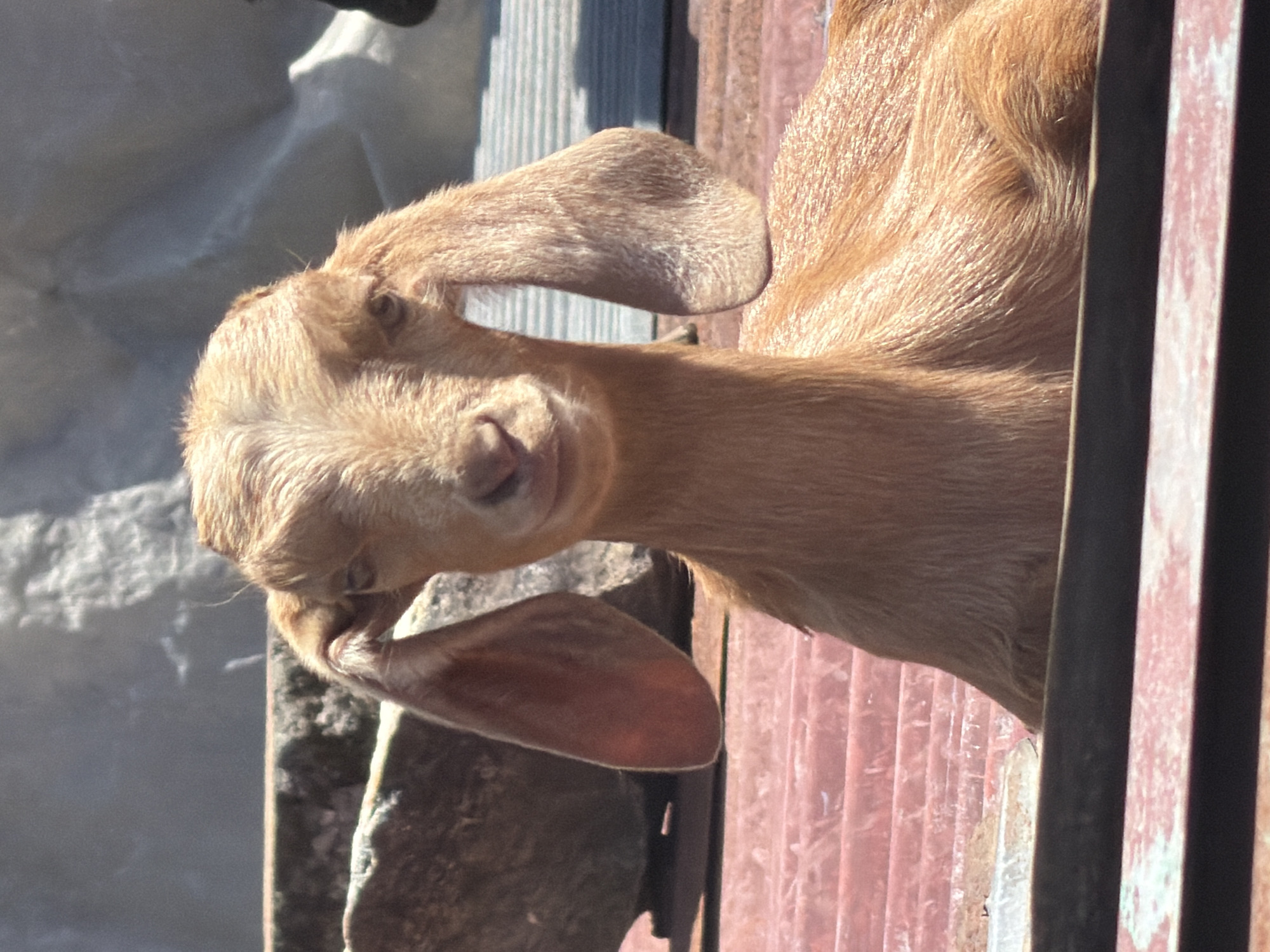 Domestic animals observed in early morning Pokhara neighborhood