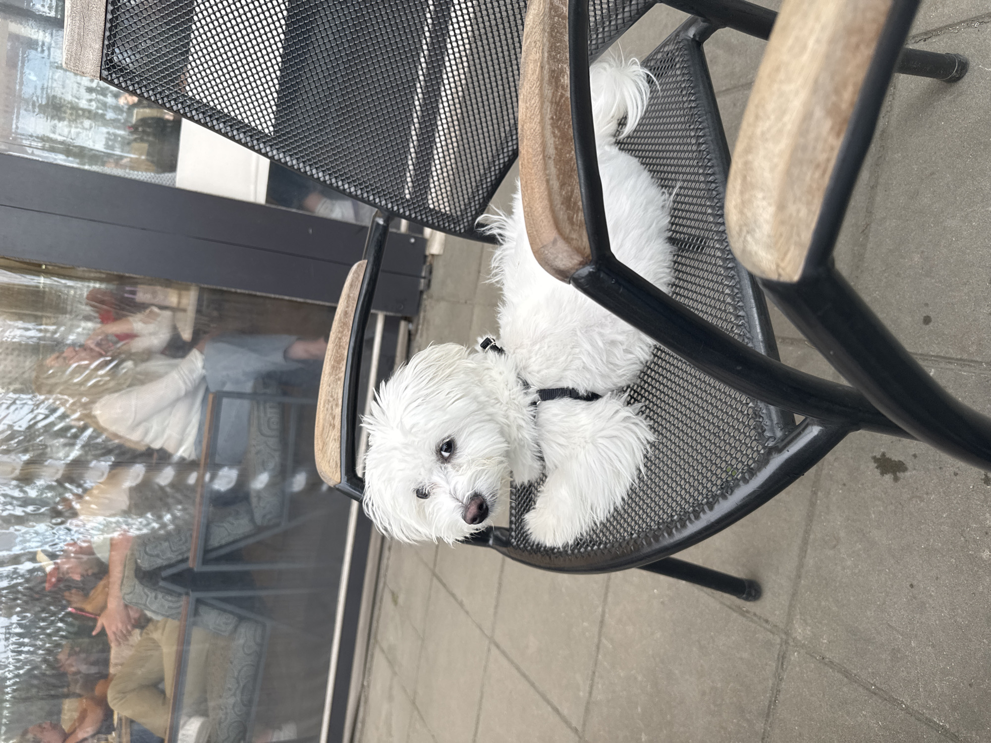 White dog rests on chair in Targovishte park