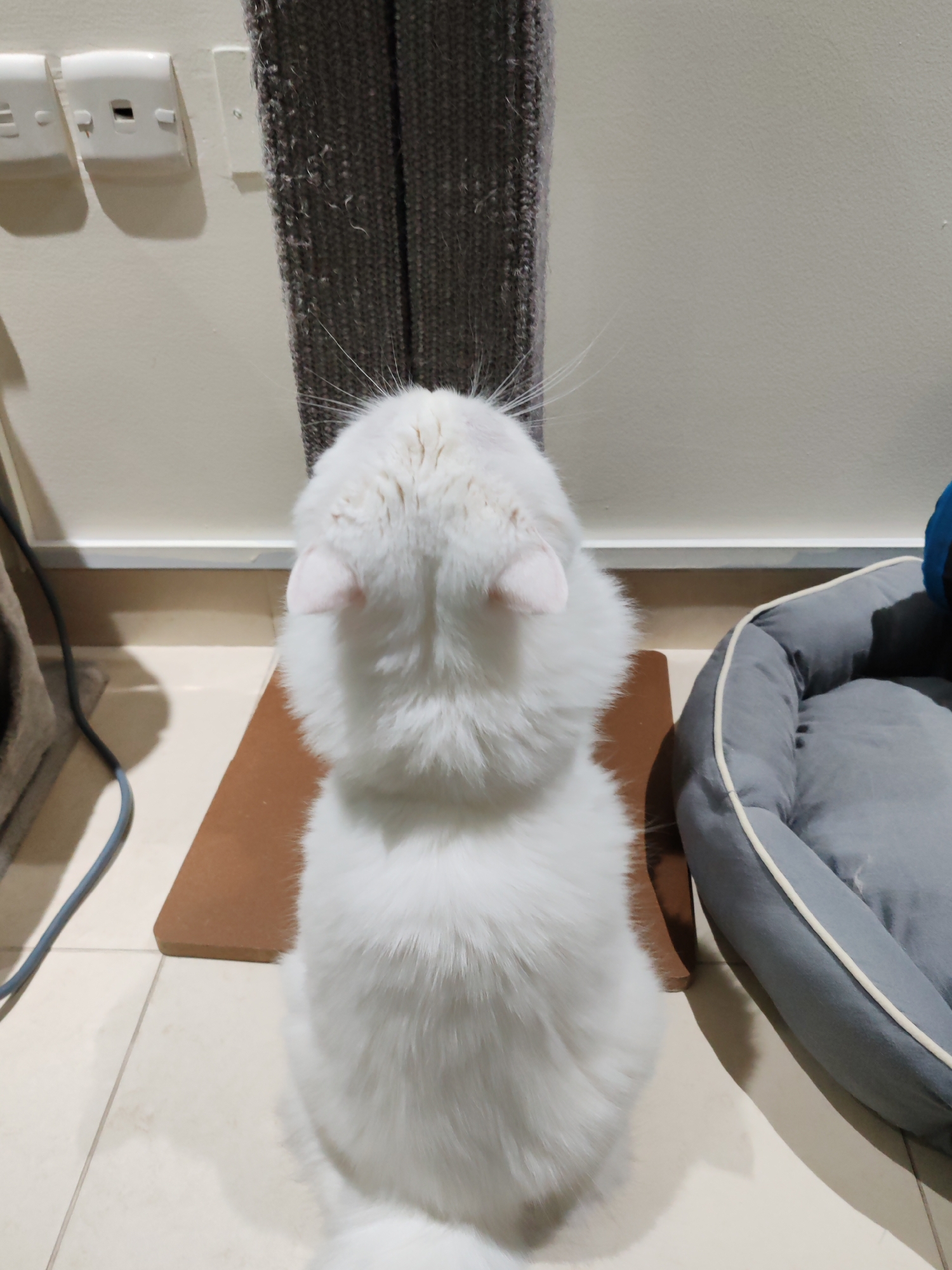 Dubai resident documents cats and home decorations over two hours