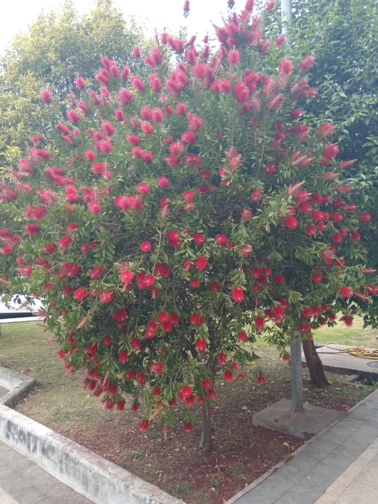 Blooming red Bottlebrush tree documented in Podgorica public space