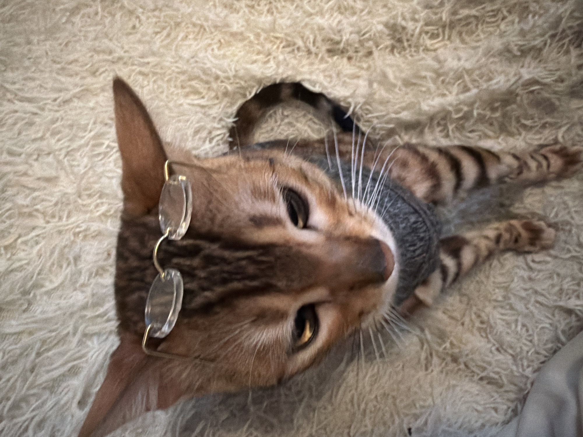 Dressed cat spotted wearing sweater and glasses in Saint Petersburg
