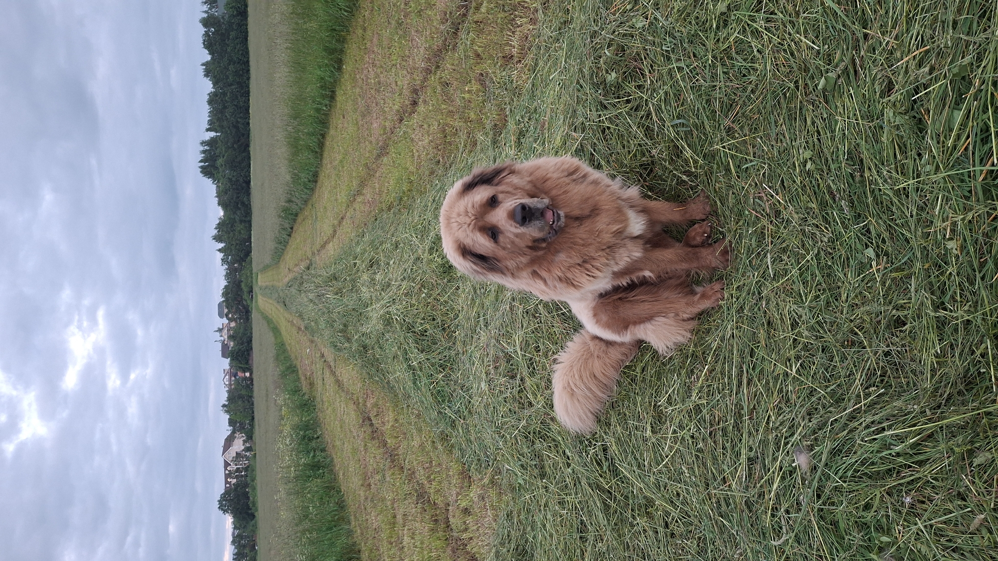 Fluffy tan dog roams a mowed field in rural Russia