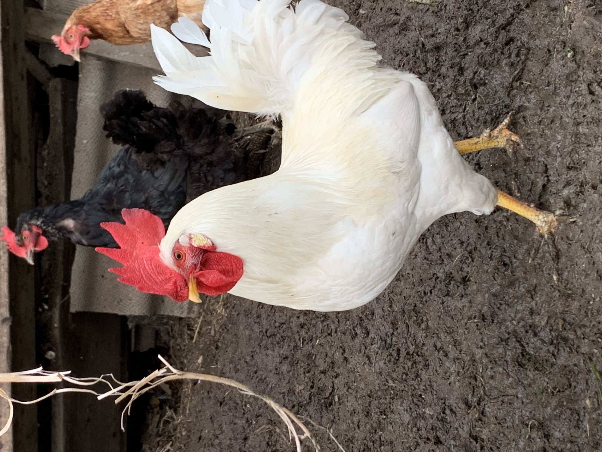 Backyard life in rural Kavalerovo: chickens, flowers, and fruit trees