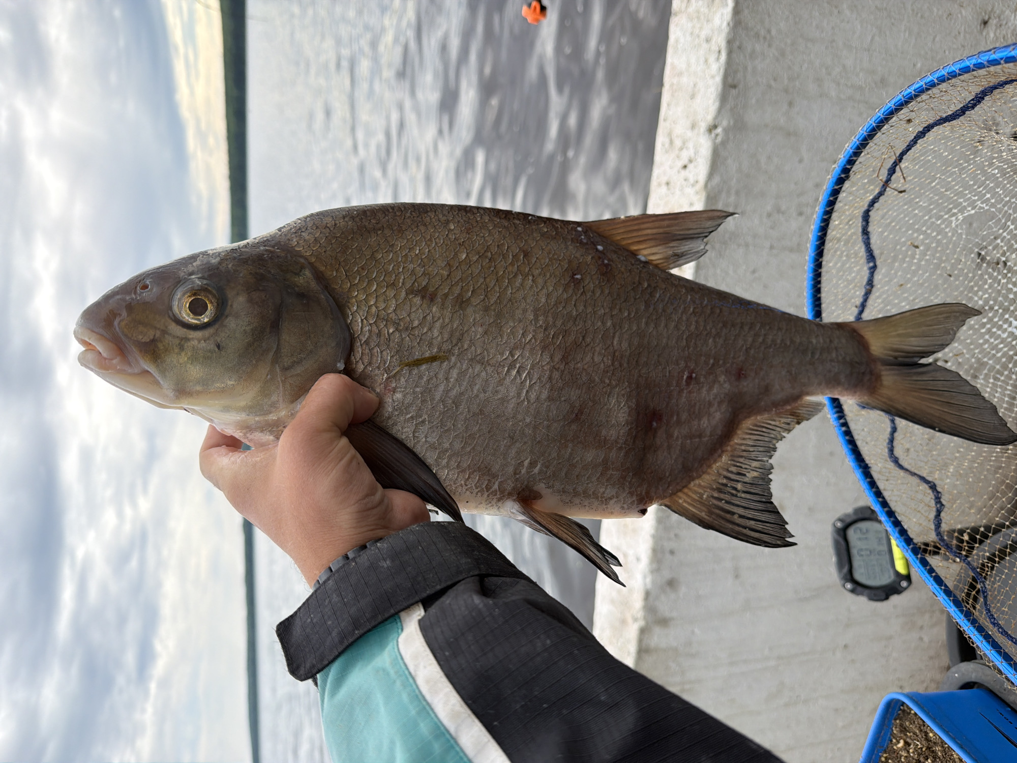 Angler catches large bream fish in Chaikovsky, Russia