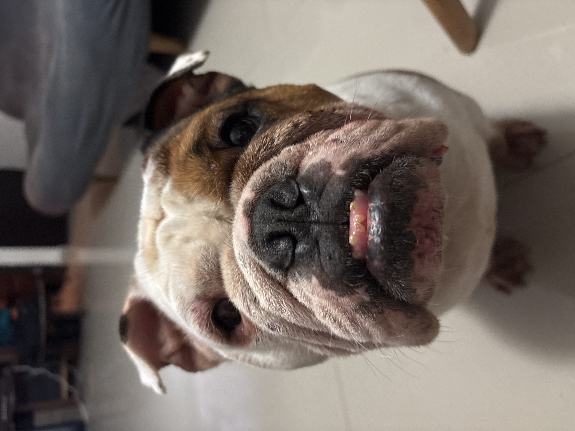 English Bulldogs at home in Mexico City