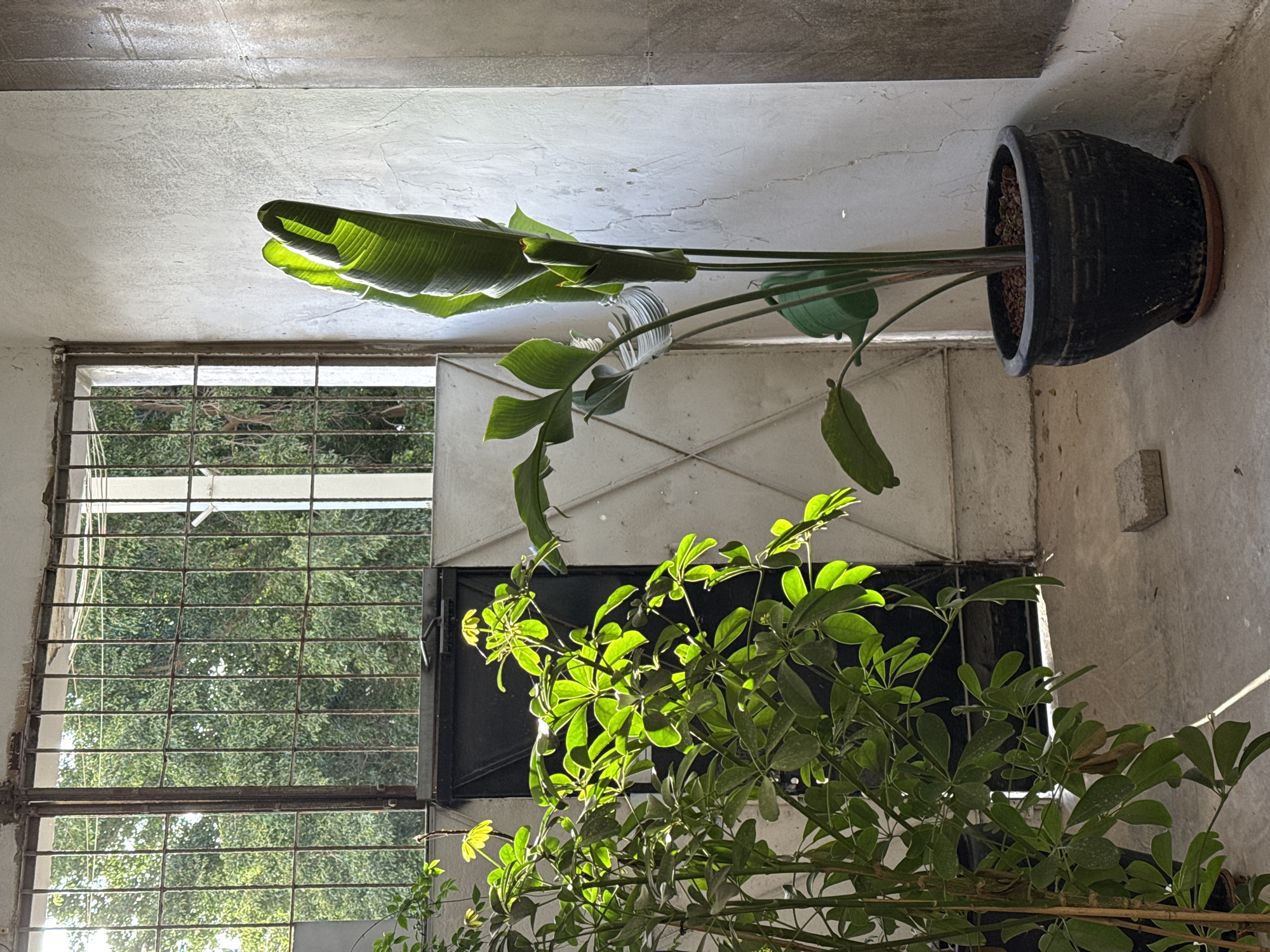 Tel Aviv residents document plants and pride flags Monday