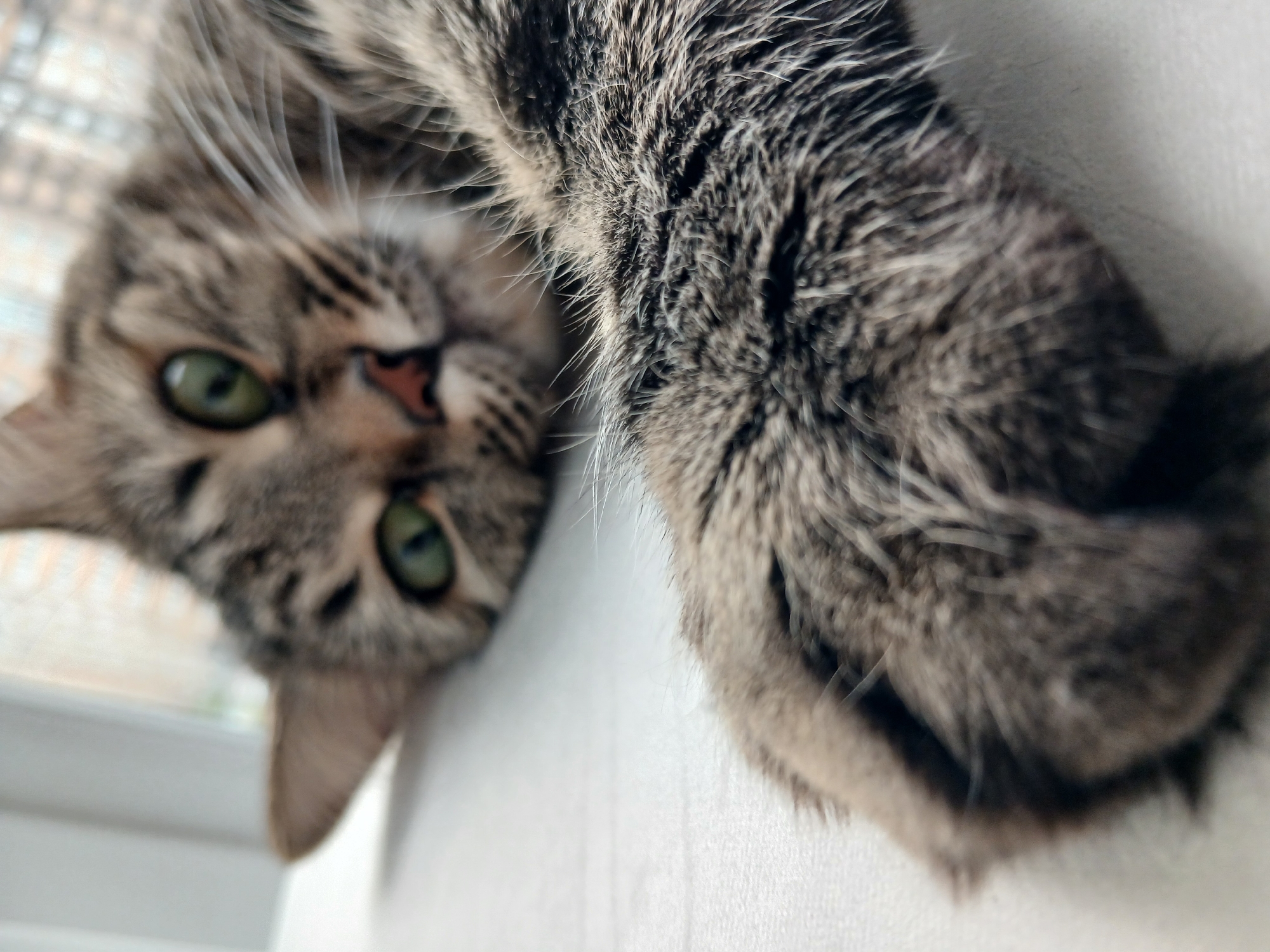 Lazy afternoon with a tabby cat in a Krasnodar apartment